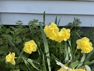 IMG_6801.jpeg