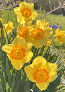 IMG_3606.jpeg