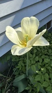IMG_0326.jpeg