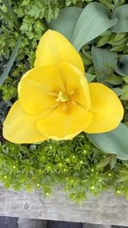 IMG_3688.jpeg
