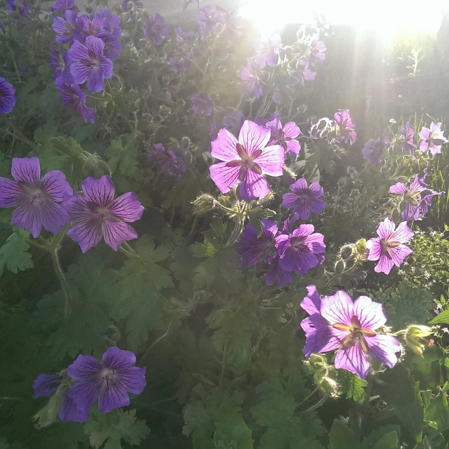 IMG_20150601_062643.jpg