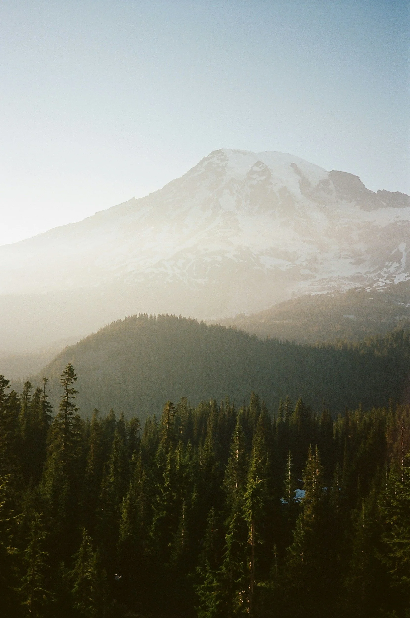 Snow-capped mountain behind a forest of tall pine trees with a clear blue sky.