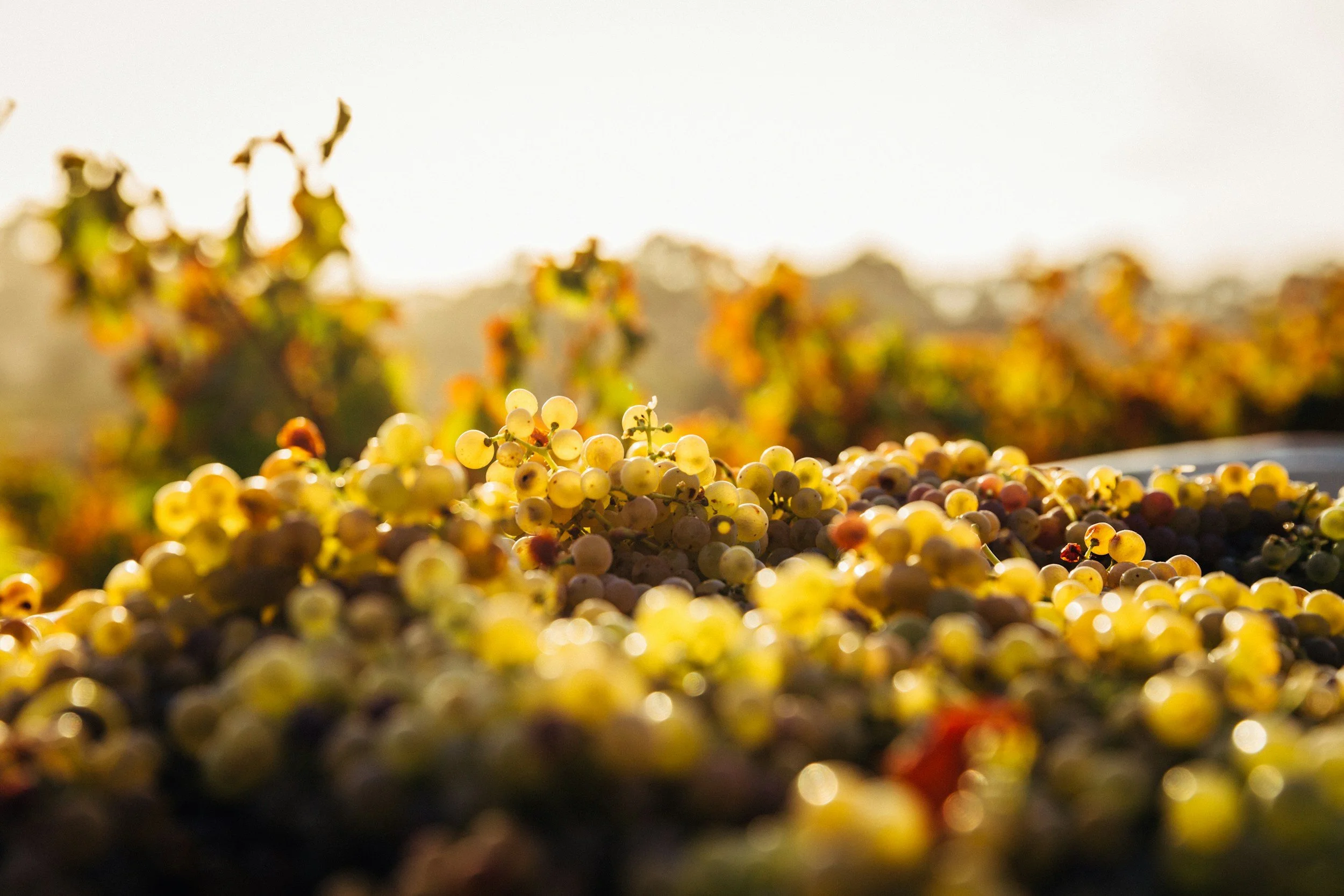 Close-up of a bunch of white grapes on a vineyard table with blurred grapevines in the background, bathed in warm sunlight.