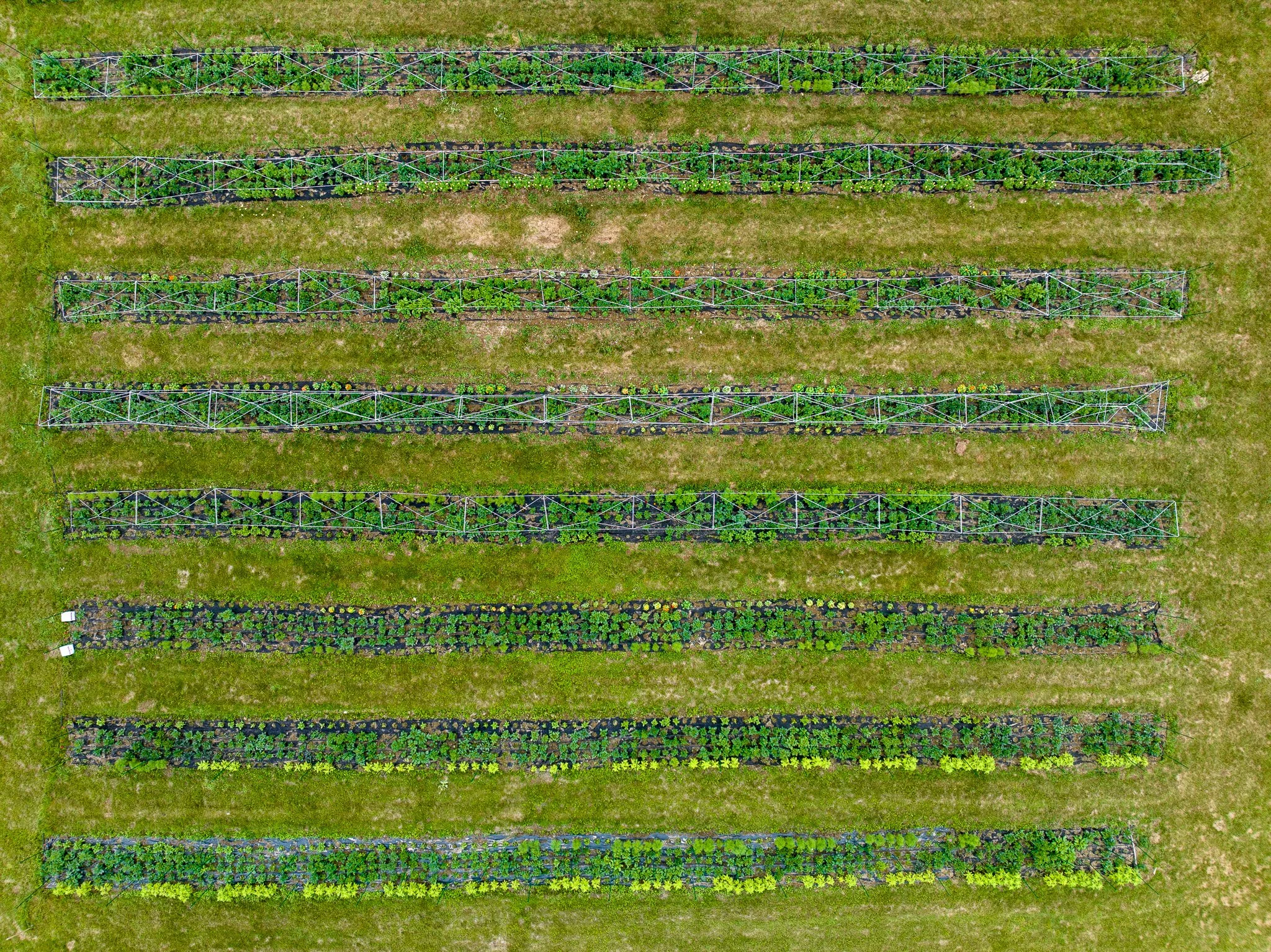 An overhead drone photograph of long, parallel crop rows and green grass.