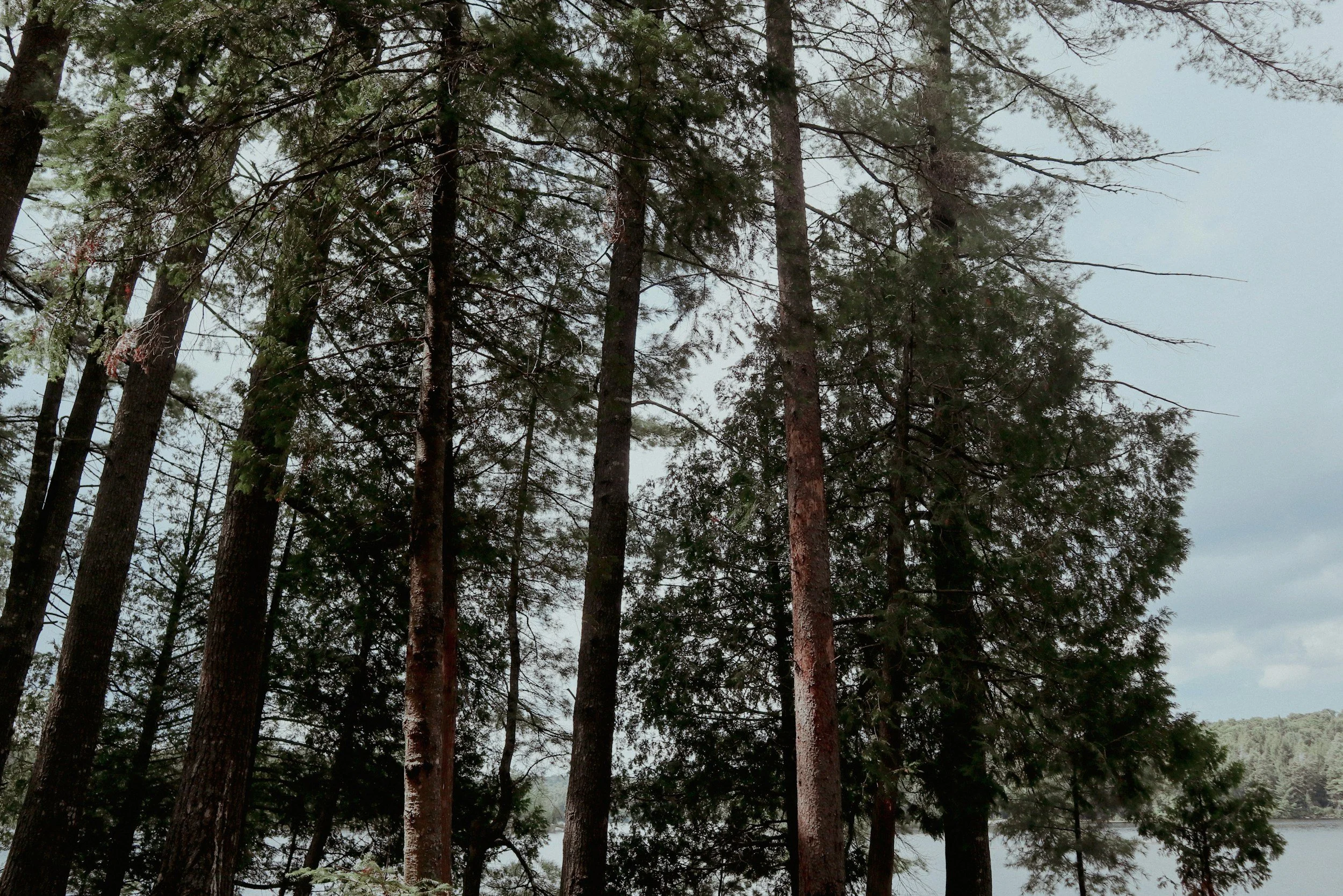 Tall pine trees near a lake with mist and cloudy sky.