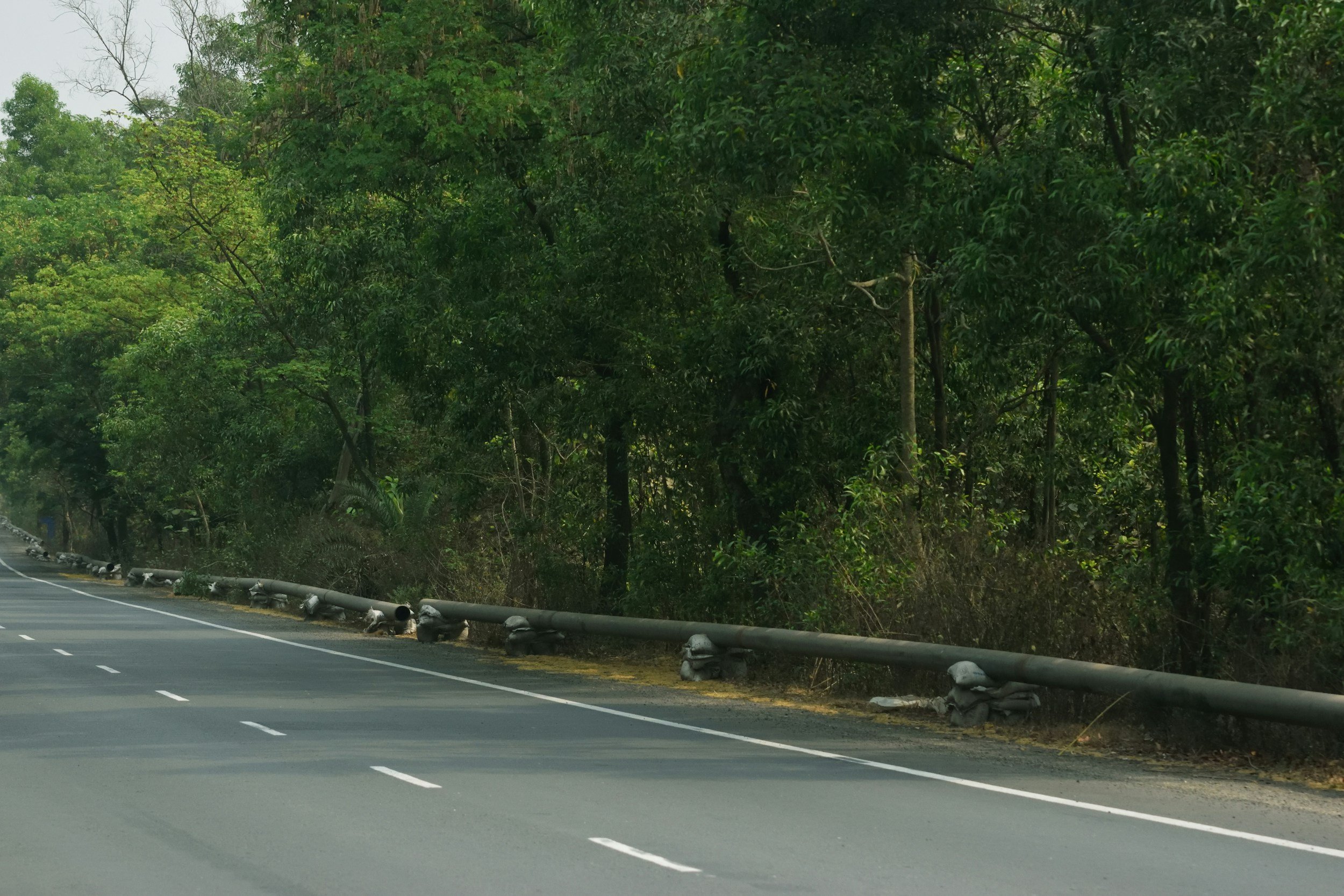 A highway running alongside a dense forest with tall green trees and bushes.