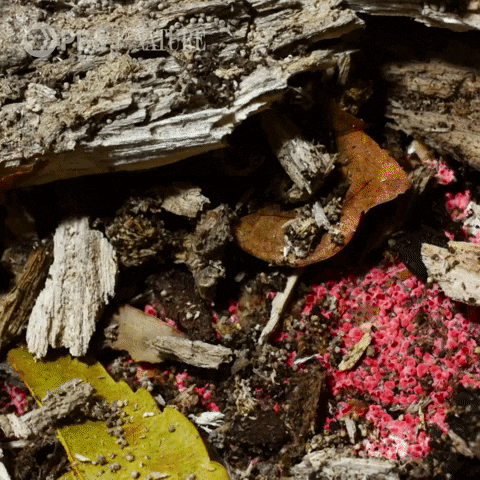 Close-up of burnt wood, ashes, and small pink and yellow flower petals mixed with dirt and debris.
