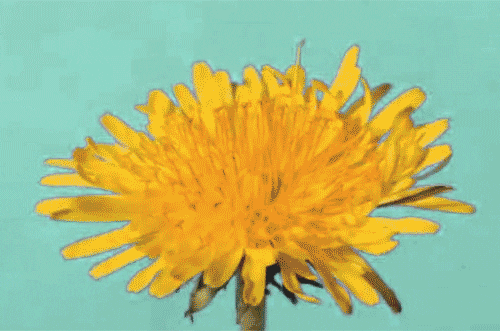 Close-up of a yellow dandelion flower against a mint green background.