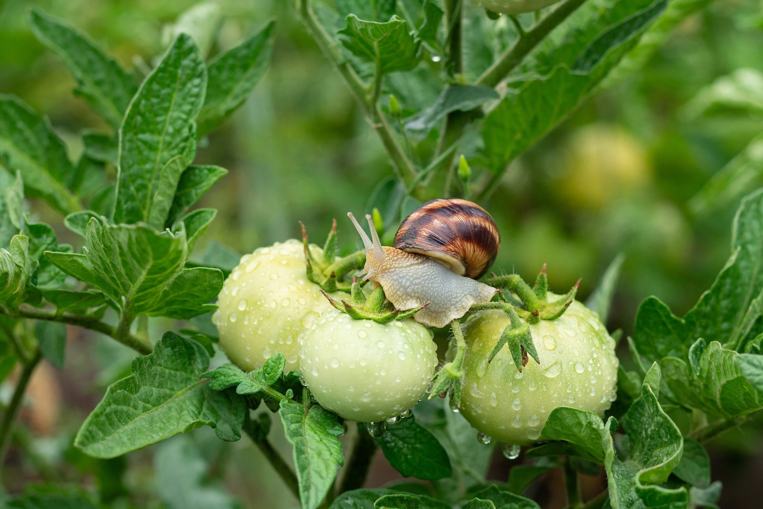A garden scene with green tomatoes on the vine, with a small snail crawling on one of the tomatoes, surrounded by green leaves and water droplets.