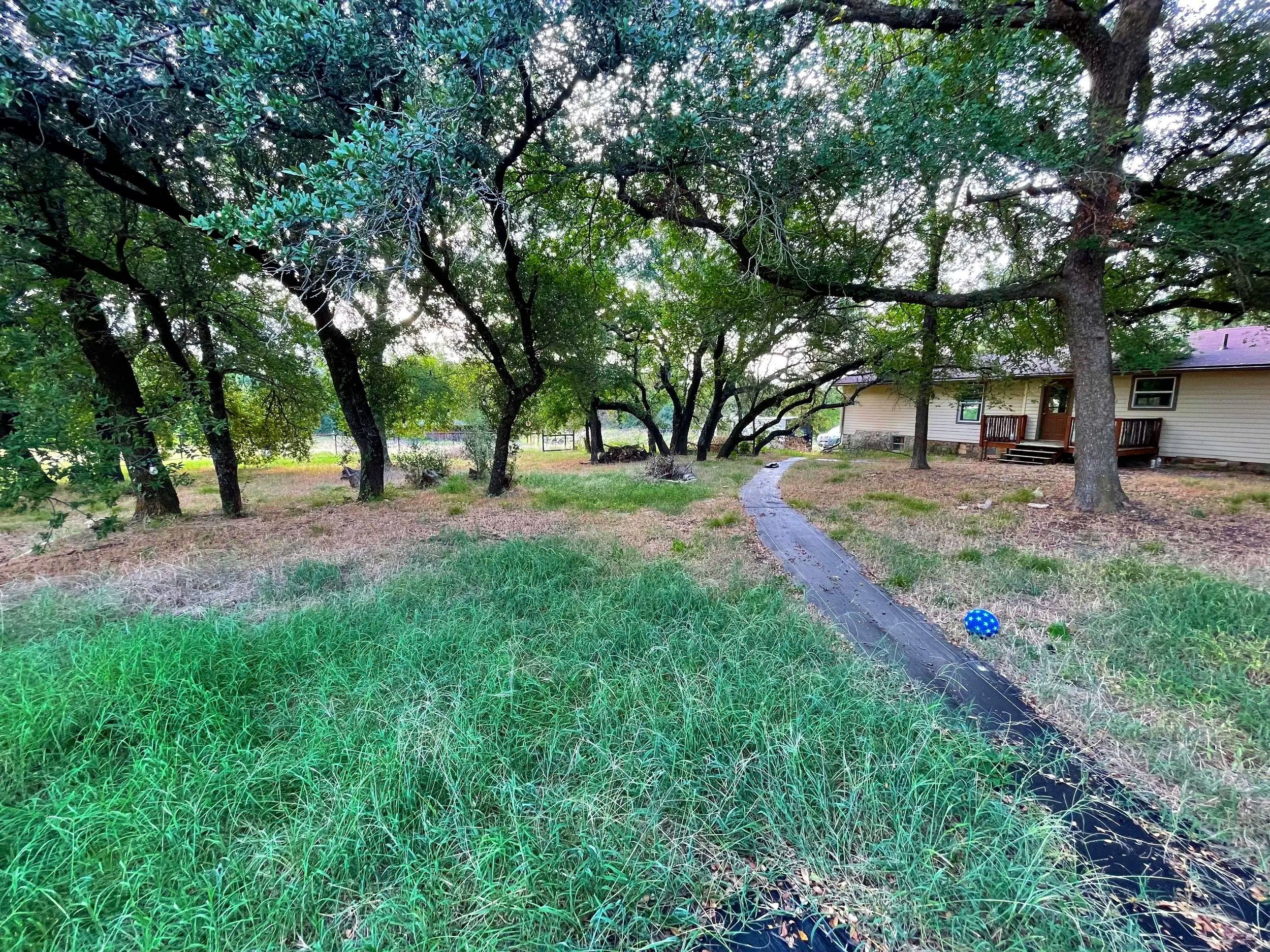 A backyard scene with tall green grass, multiple large trees with abundant leaves, a winding pathway, a house with a porch on the right, and a small blue ball with white stars on the ground near the pathway.