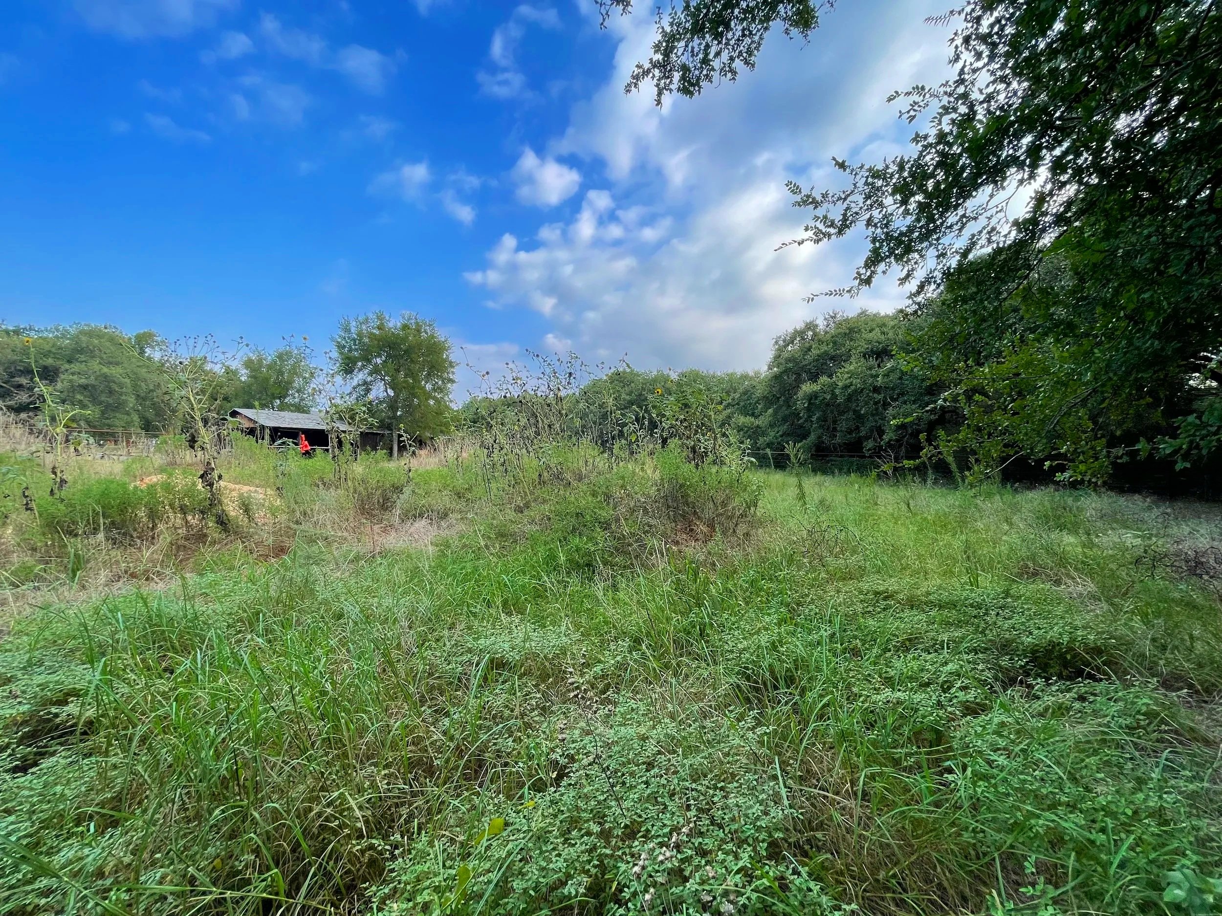 Open field with tall grass and wild plants, a small barn or shed in the distance, surrounded by trees under a bright blue sky with scattered clouds.