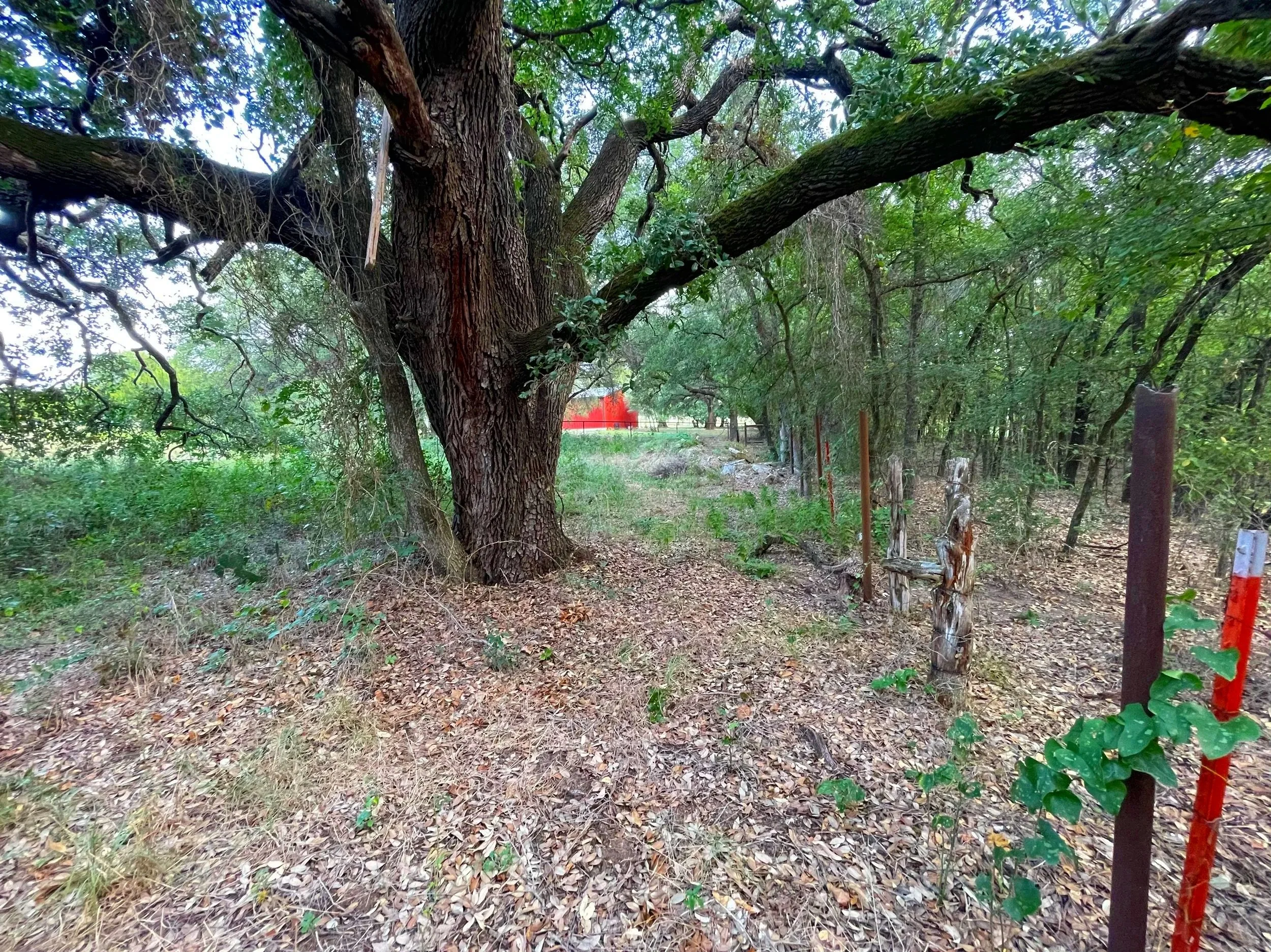 A large, thick tree with sprawling branches and textured bark in a forested area with green foliage and on the ground, dry leaves and grass. A dirt path runs through the scene, with a red painted wood post on the right side.