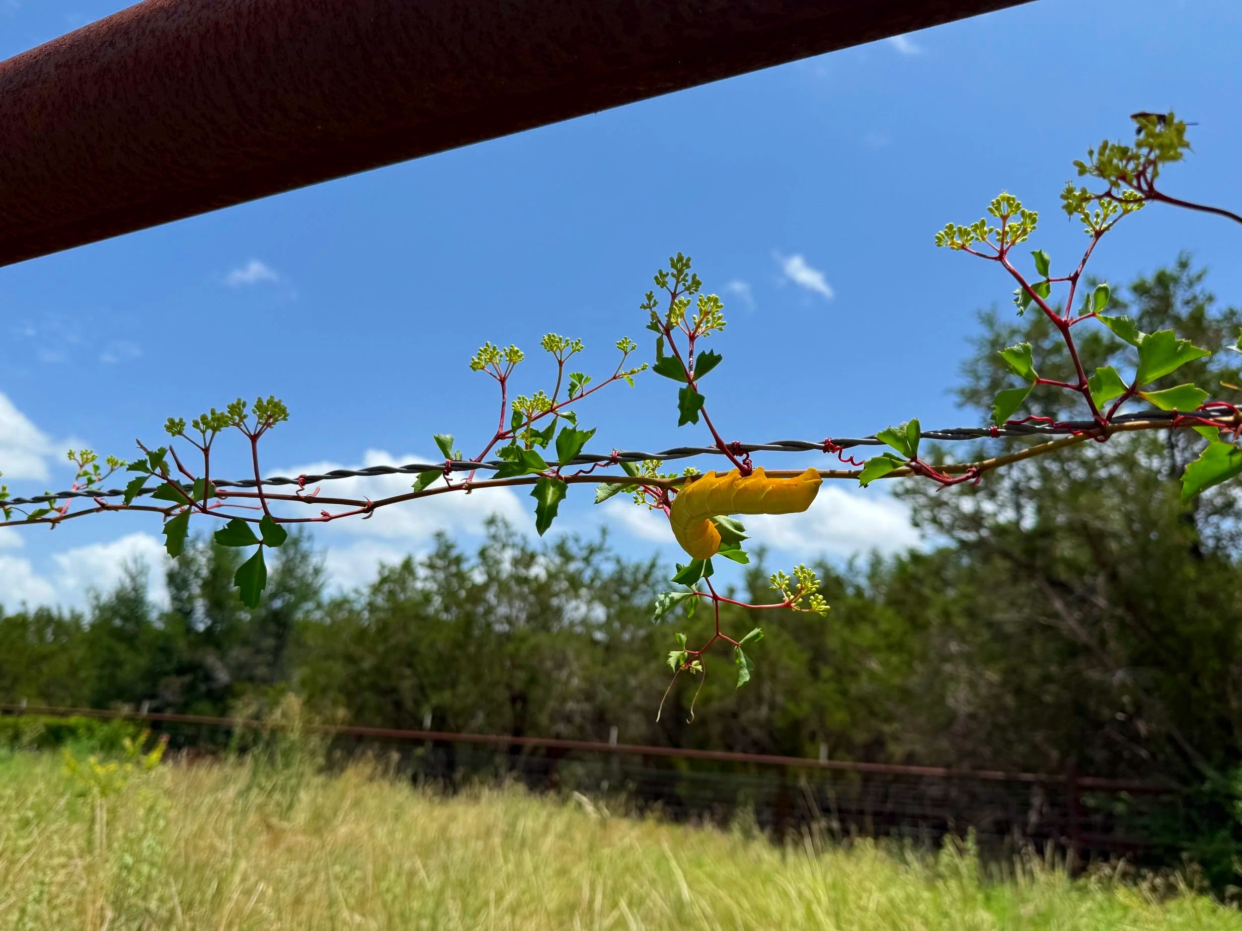 A clear blue sky with some clouds, green leafy plants growing along a barbed wire fence, with a large wooden beam at the top left corner and a grassy field and trees in the background.