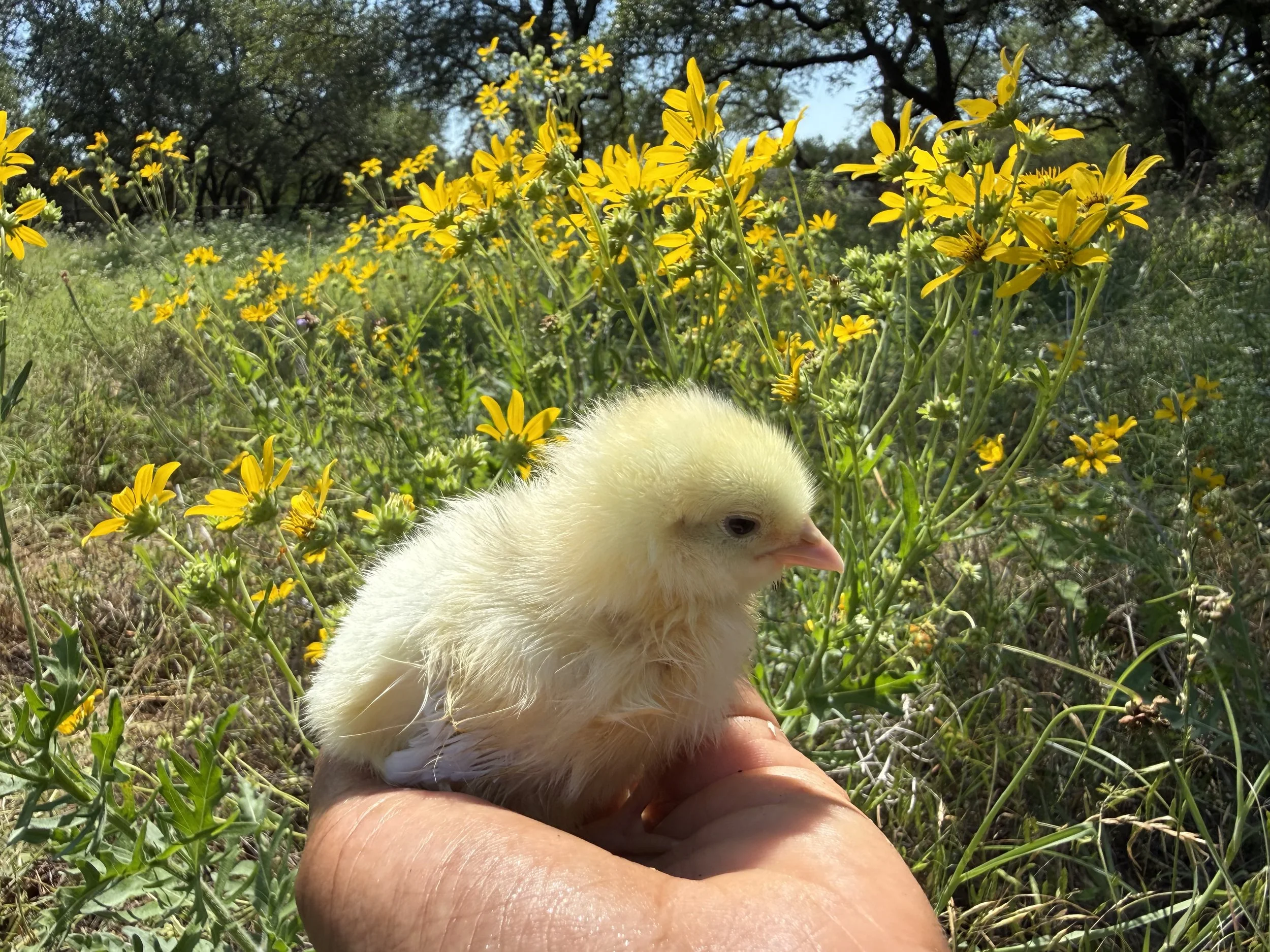 We are farmers! 🎶 bum-ba-dum, bum-bum-bum-bum