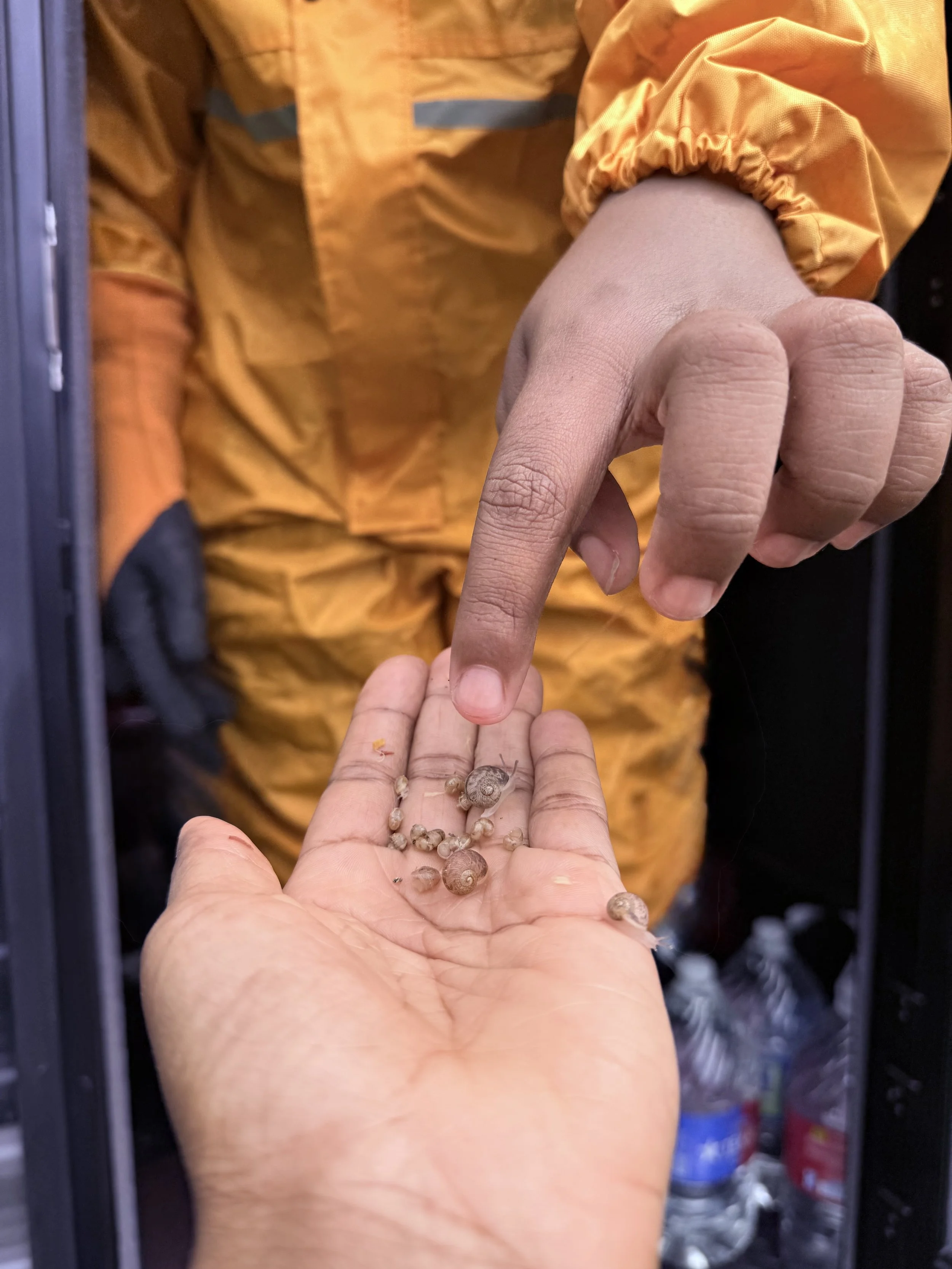 EarthShare sponsorship + teeny tiny hatchlings