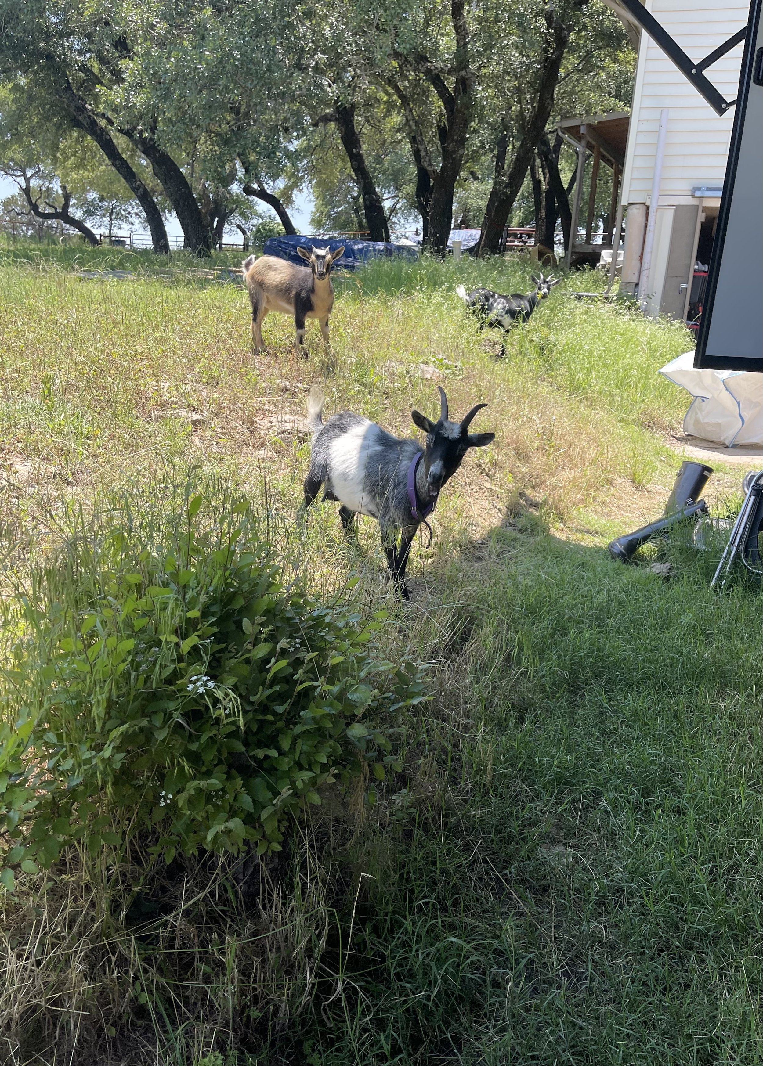 A grassy yard with three goats, trees in the background, a building, and some outdoor equipment.