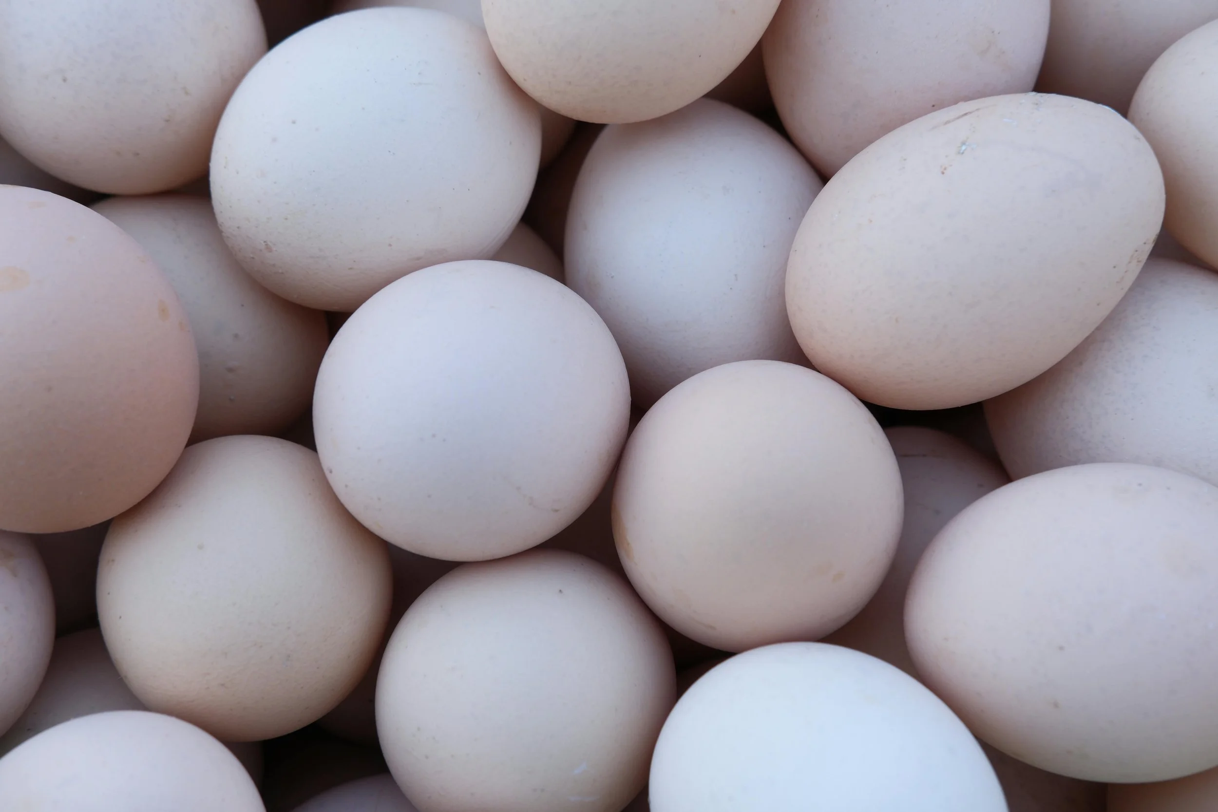MKH Heritage Cross Chicken Eggs: Organic, pasture-raised, 1 dozen