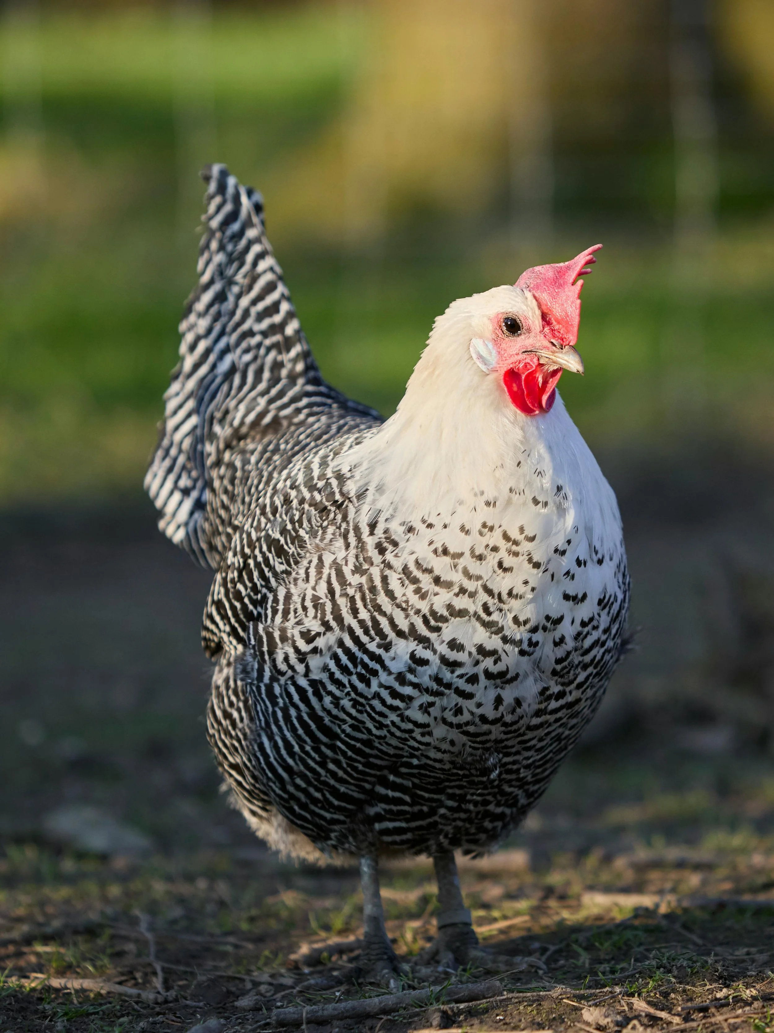 MKH Heritage Cross Chicken: Organic, whole bird, dressed