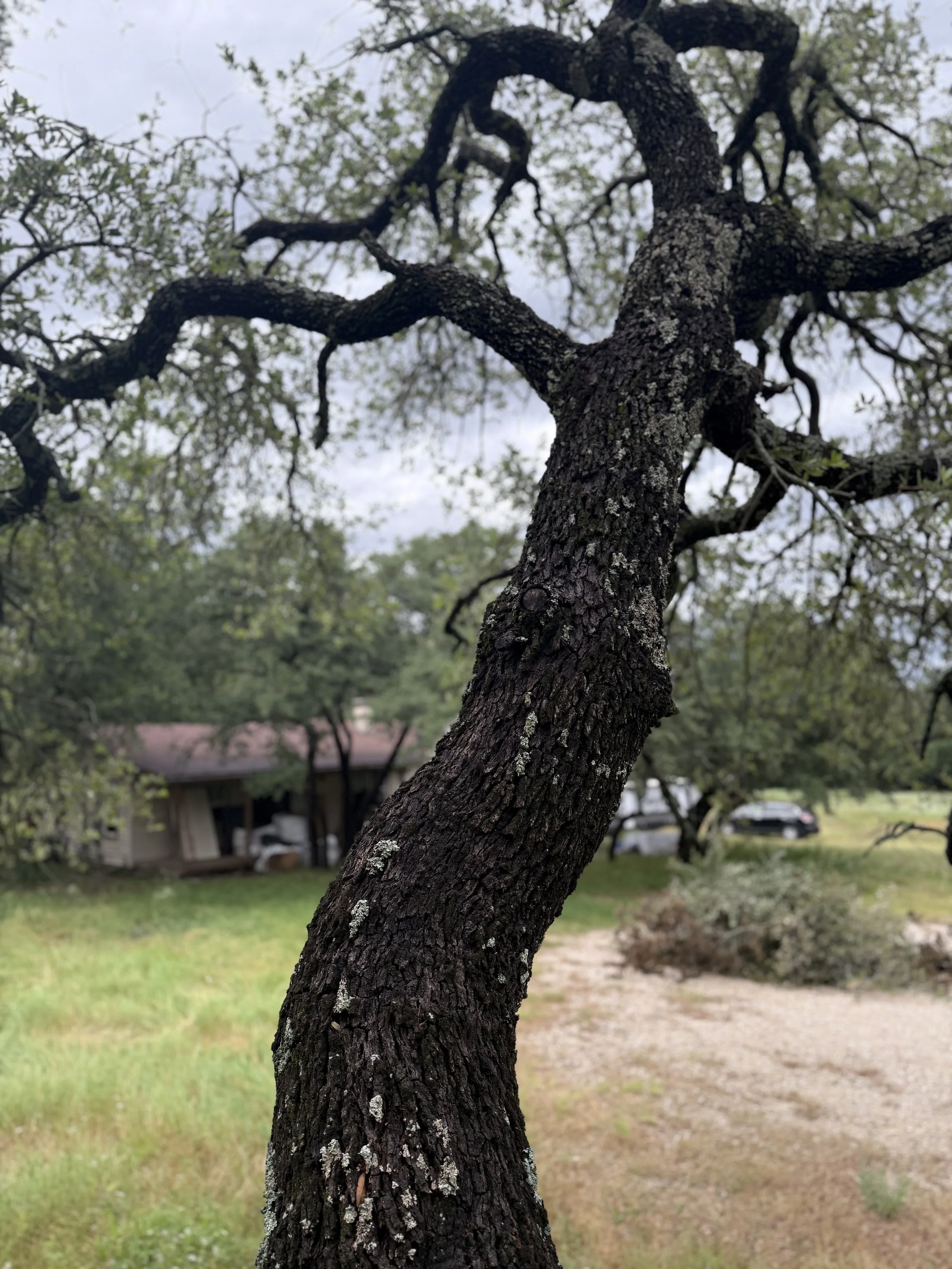A close-up view of a tree trunk and branches with textured bark, situated outdoors with a background of other trees, grass, and a house roof.