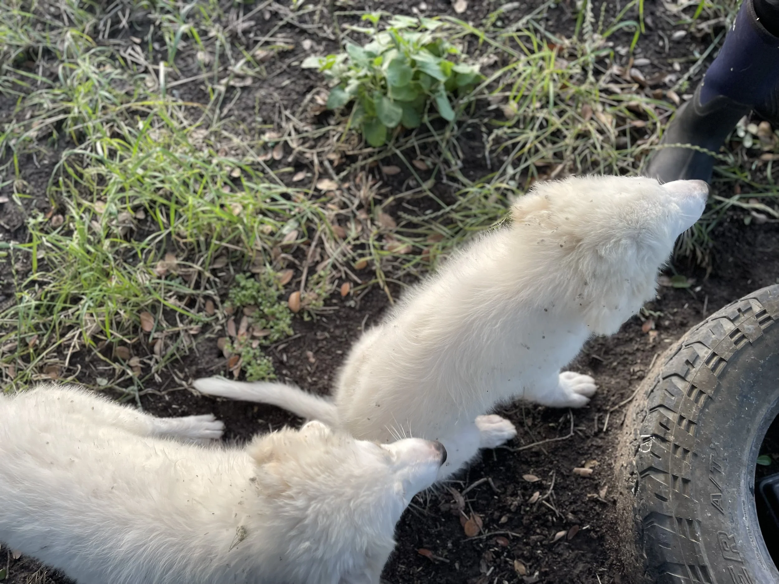 Two white puppies playing outdoors in a grassy area with some plants and soil. One puppy is laying on its back, and the other is sitting upright, partially obscured by a person's boot.