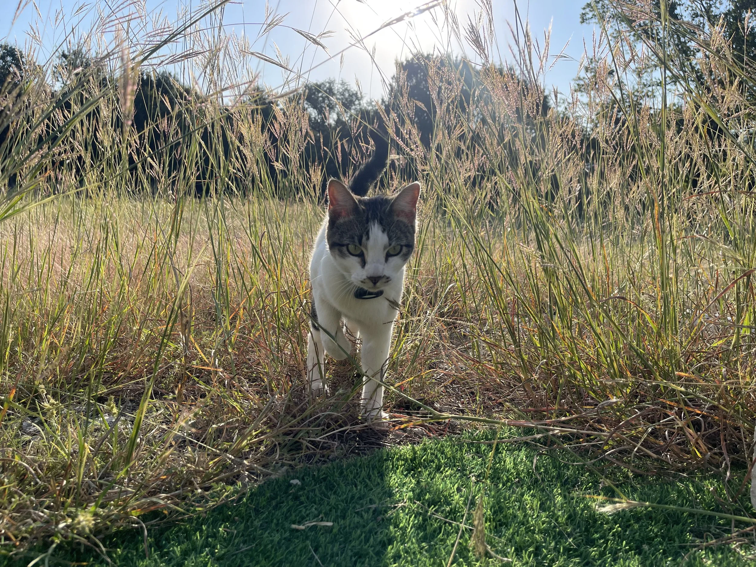 A black and white cat walking through tall grass and weeds in a field with trees in the background, sunlight shining through the plants.