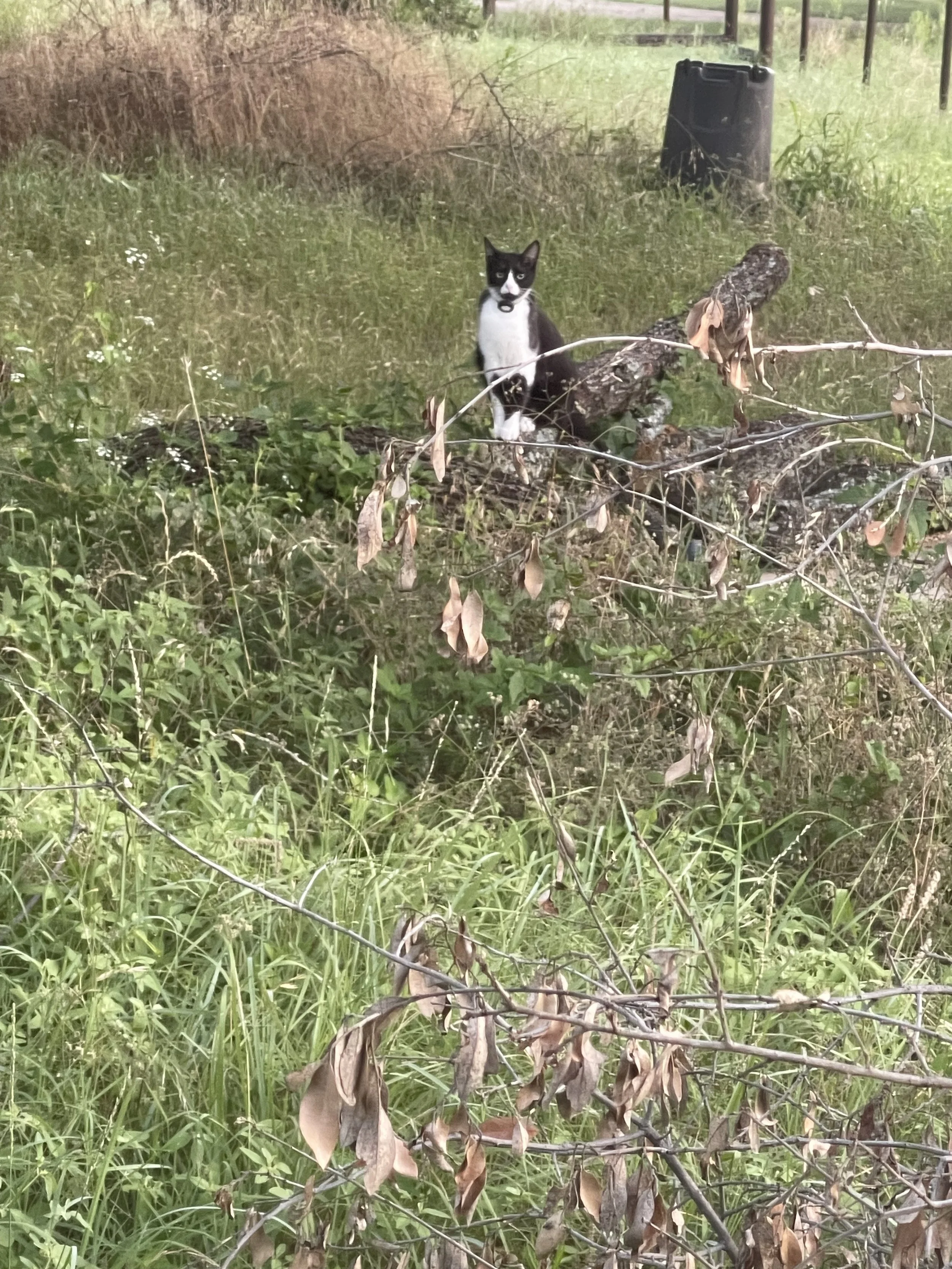 A black and white cat sitting on a fallen tree branch amidst green grass and dry leaves, with fencing and a small black object in the background.