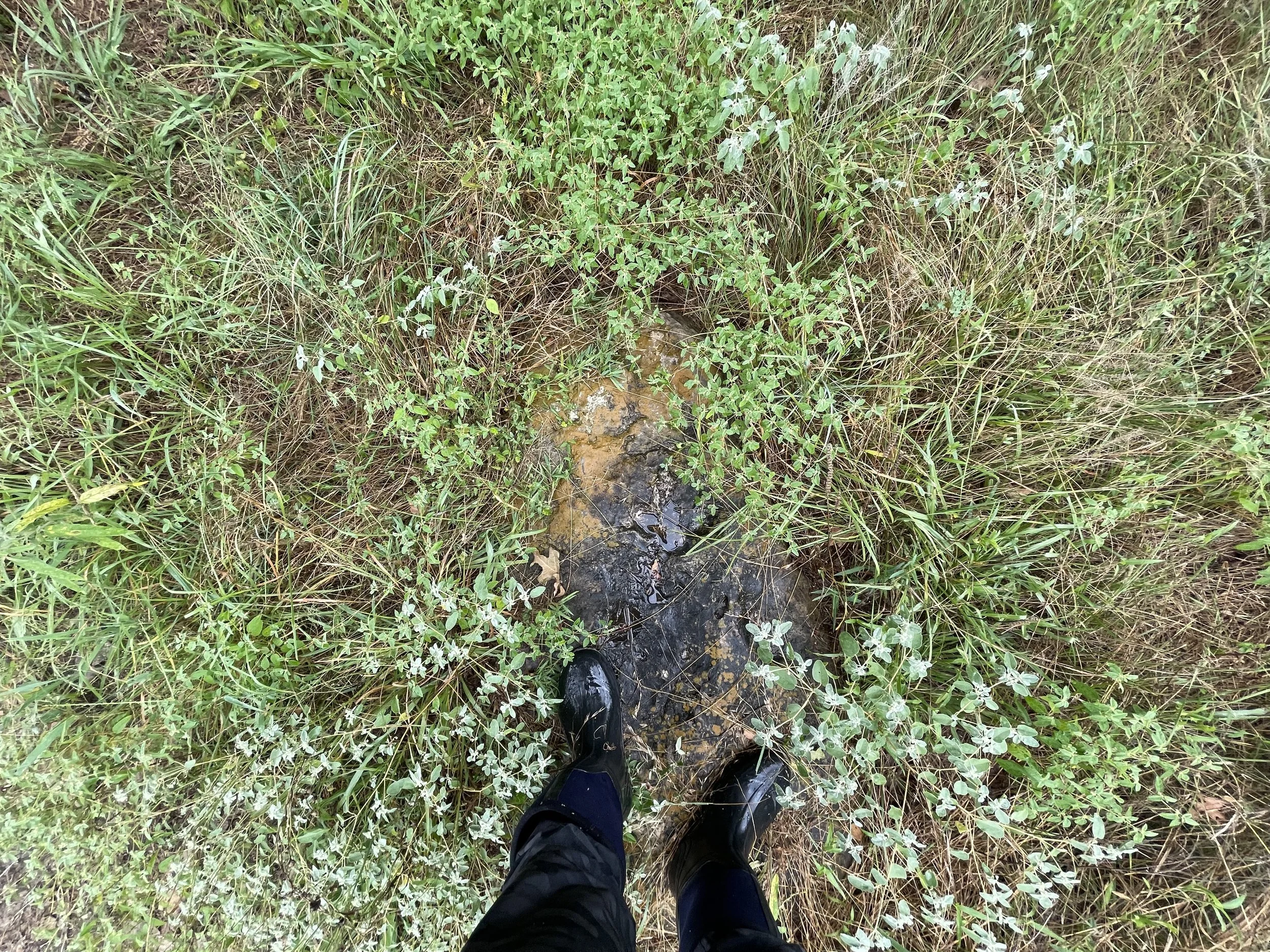 Footwear on wet grass and small plants, seen from above.