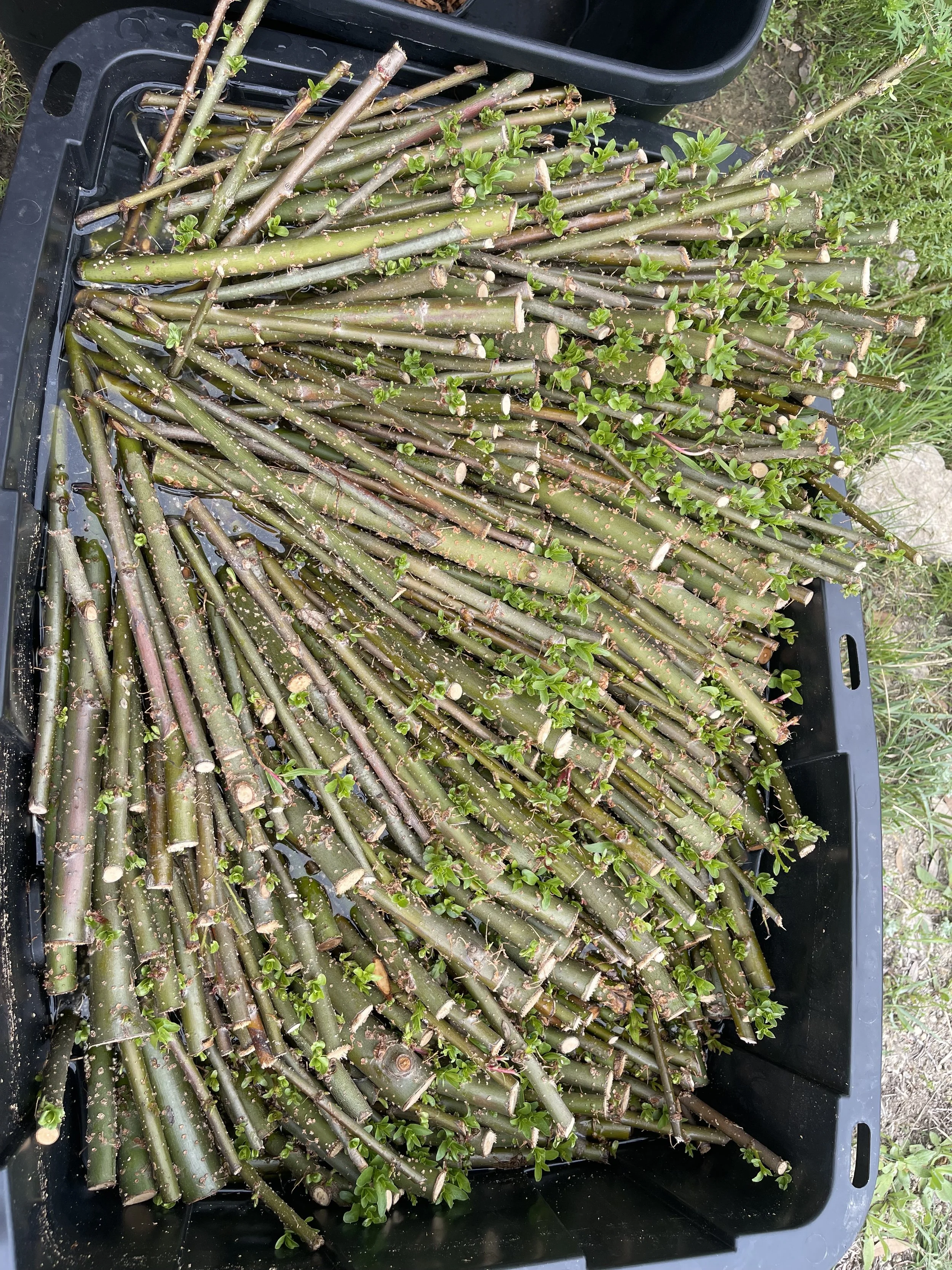 A black plastic basket filled with cut and trimmed bamboo stalks with small green leaves sprouting from some of the stalks, outdoors on a patch of grass.