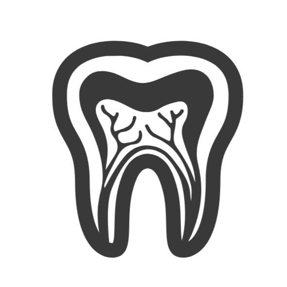 Line drawing of a tooth showing internal root canals and nerve tissue.