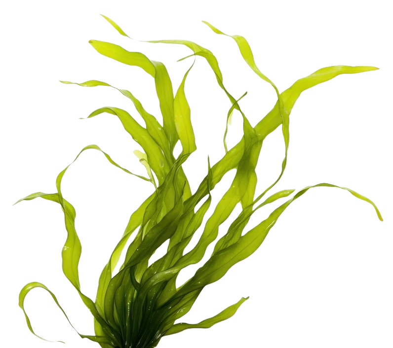 A green leafy plant with long, twisted leaves.