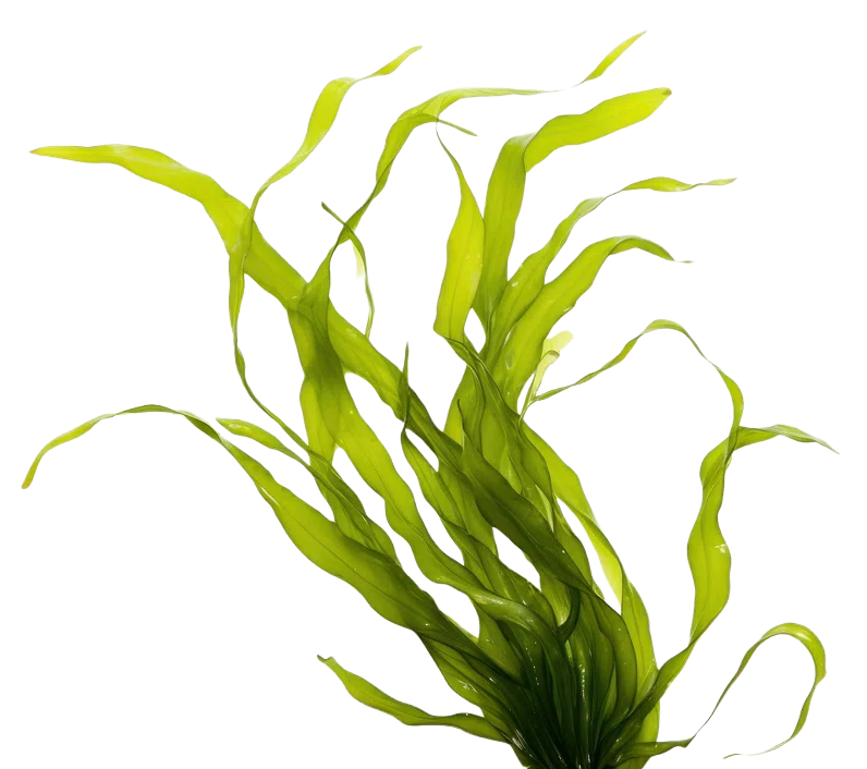 Green aquatic plant with long, wavy leaves