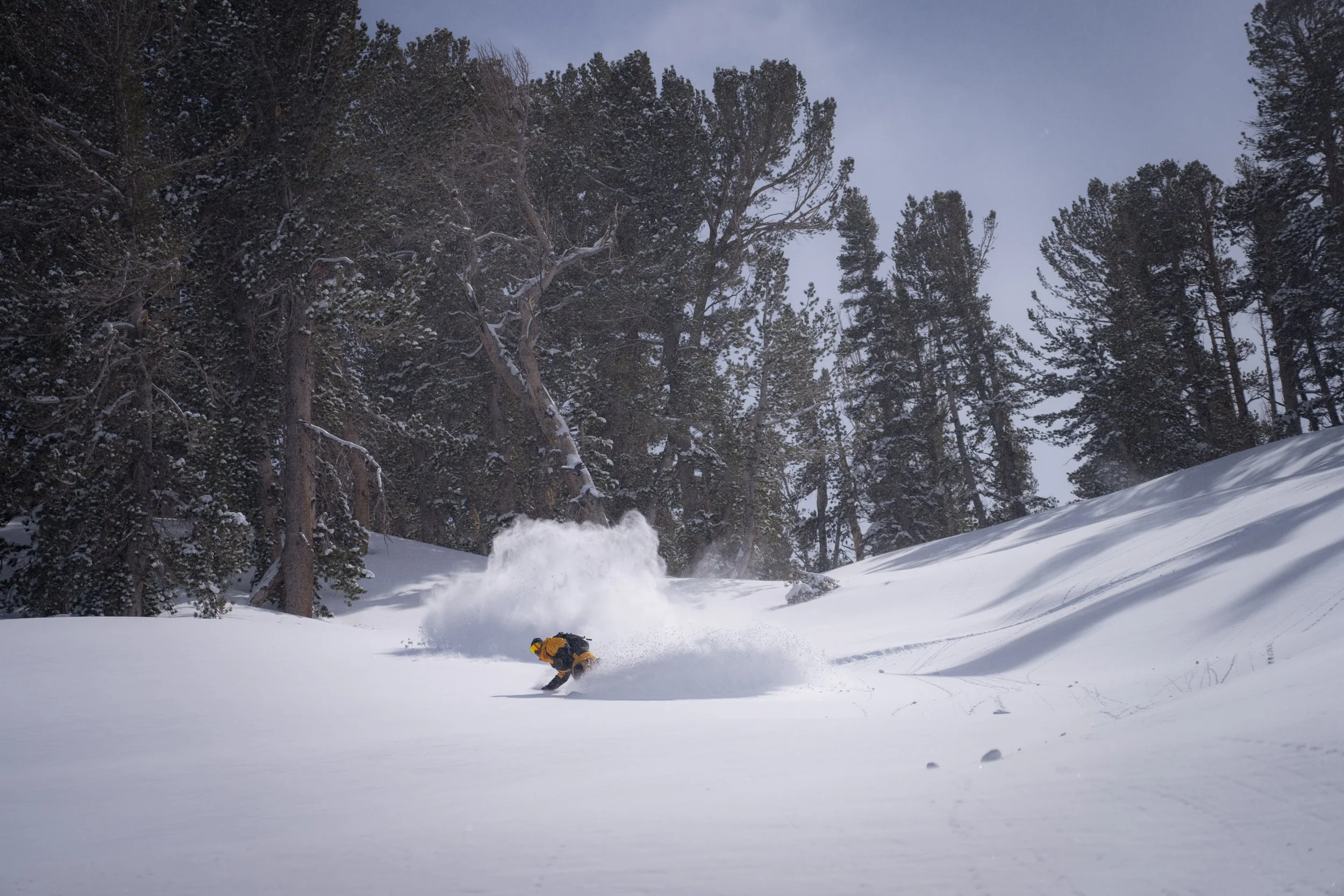 A person in winter gear skiing down a snow-covered slope surrounded by tall pine trees in a forested area.