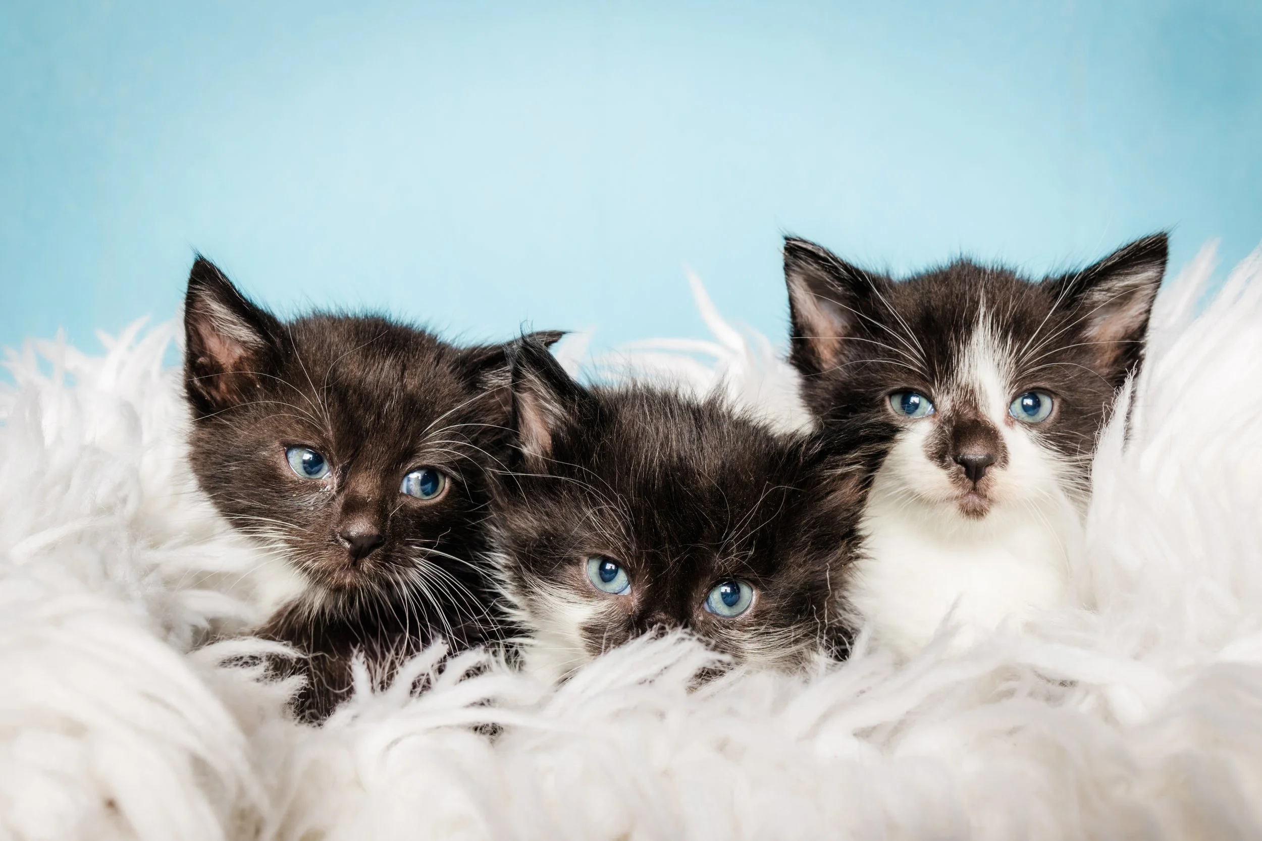 20240818_KittenGroup_BarniesPlace_01.JPG