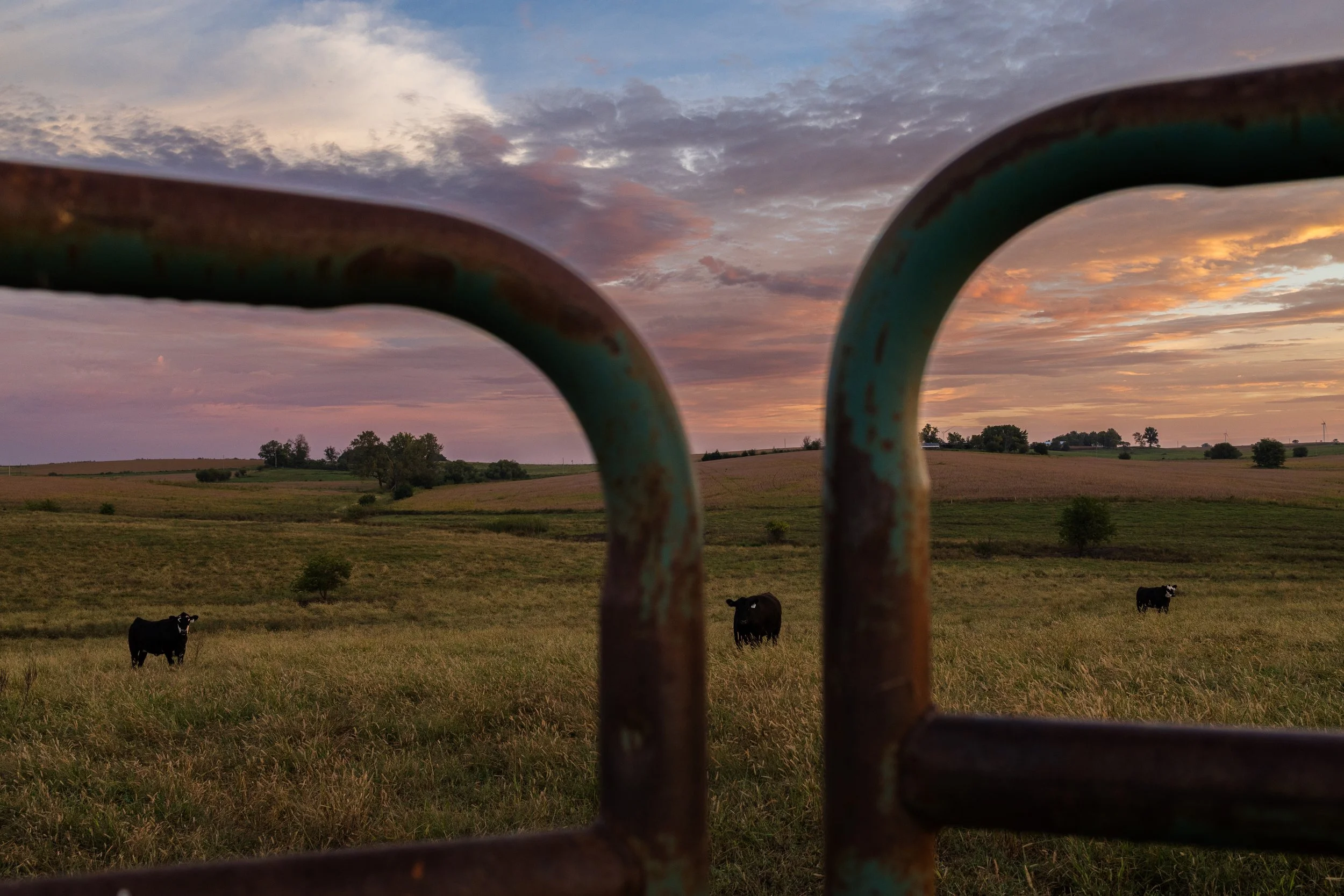 A trio of Black Angus cattle graze freely at sunrise through a tract of Russel’s land near Maryville. Approximately 75% of the calves on the Miller's property are produced from in vitro and share no genetics from their surrogate mother. 