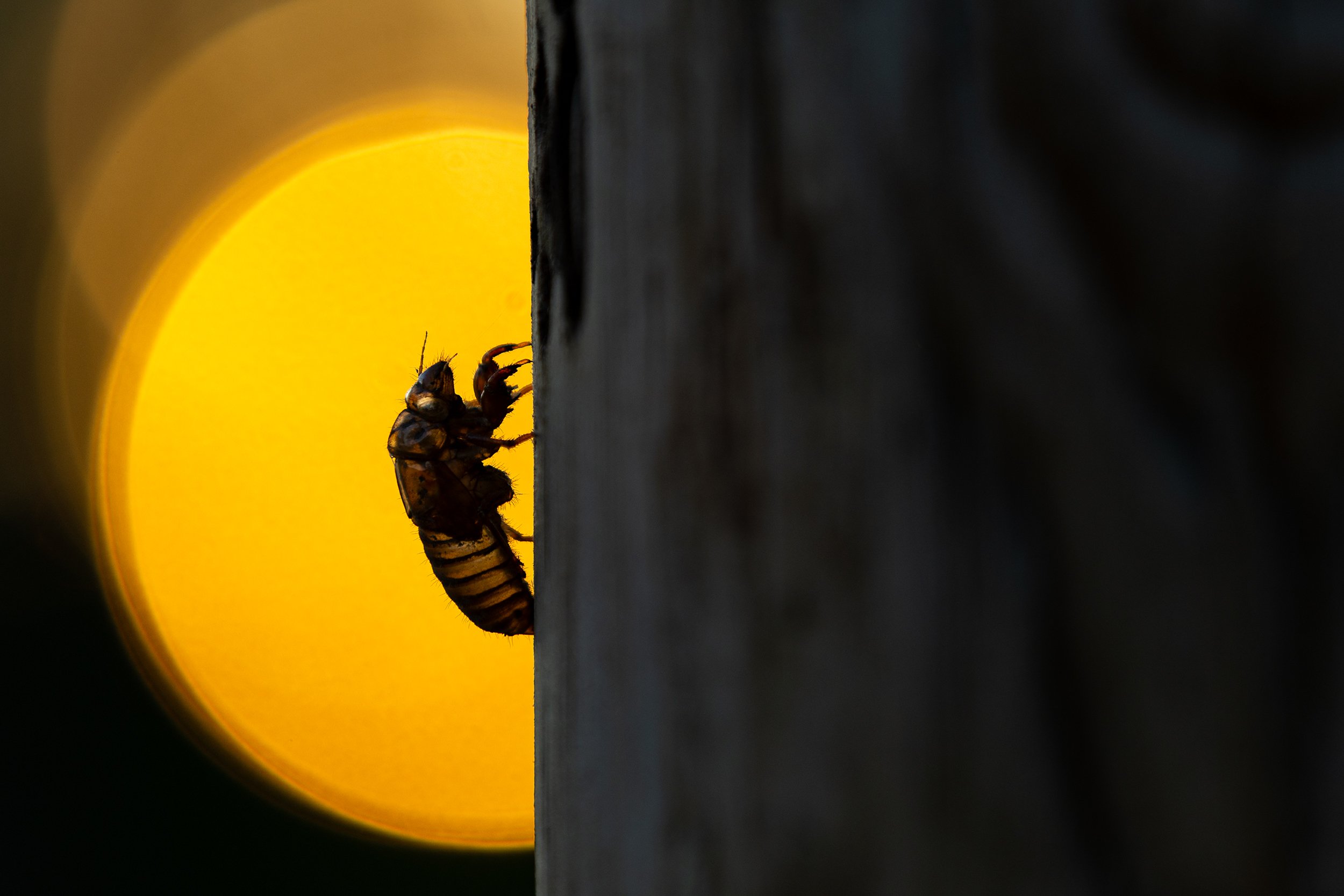 20240517_BroodCicada_41.jpg