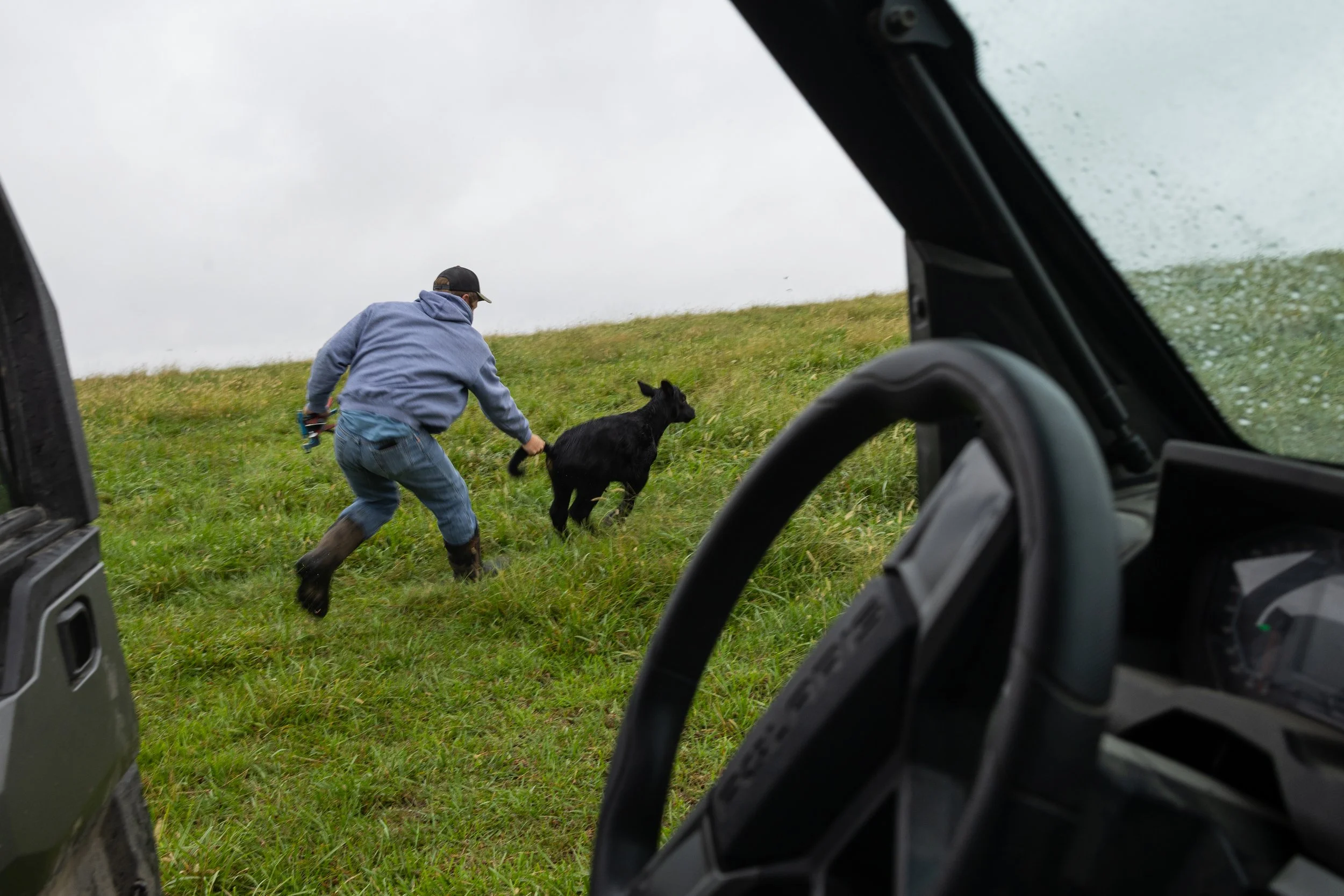 Russel chases down a calf to tag and gather a DNA sample on his land near Maryville. The DNA is used to register the genetic quality of the Black Angus calf, but the method of acquiring the sample requires the same grit as it did a century ago. 