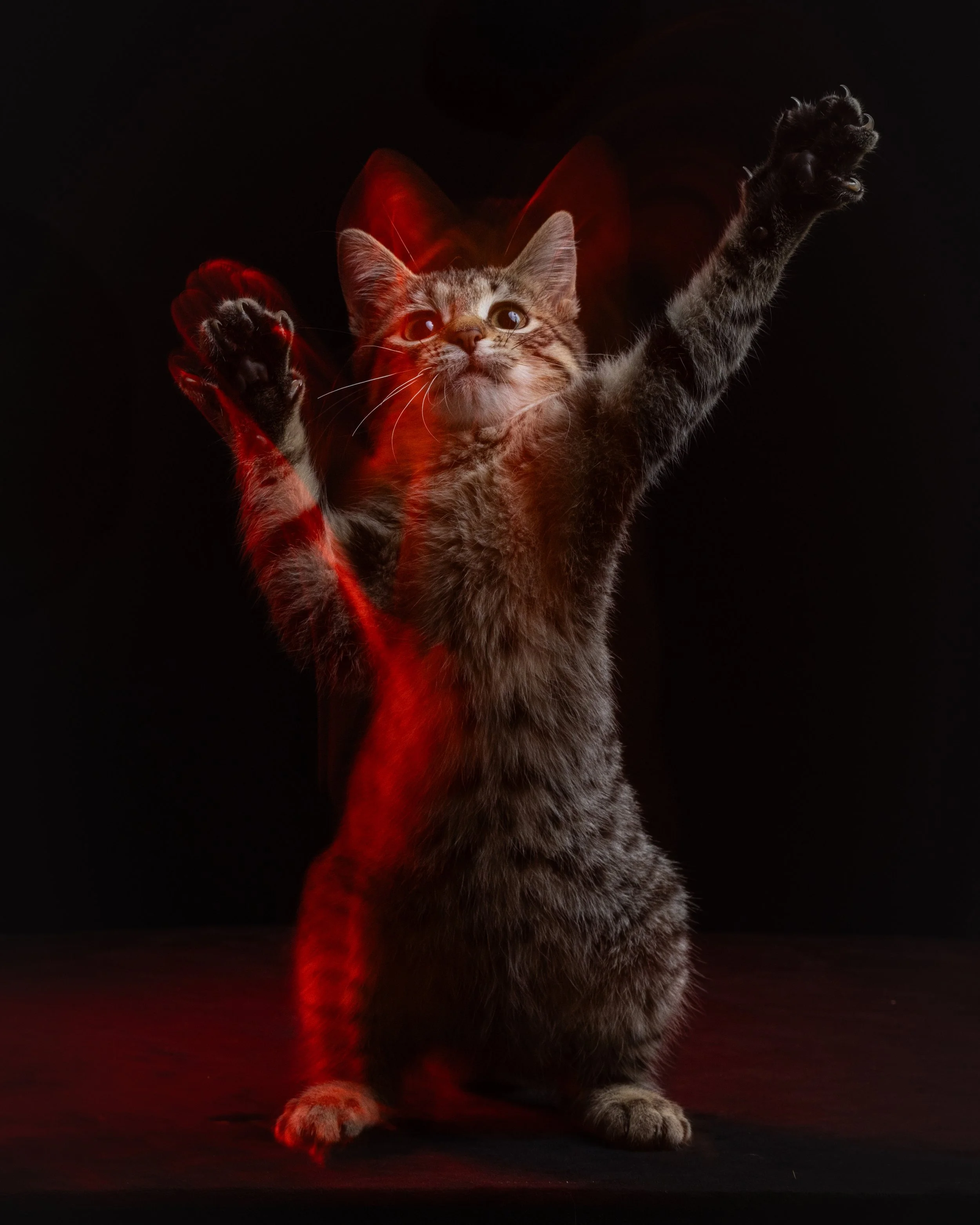 20251120_Kittens_360_1.jpg