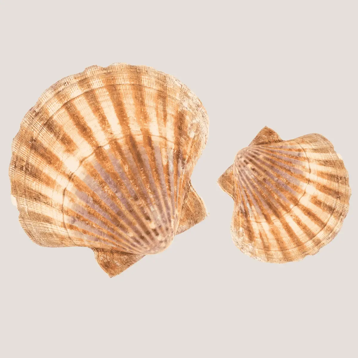Two scallop shells represent the low cost of working with Rare Erf sellers advisory to get the best price when selling your Hermanus house