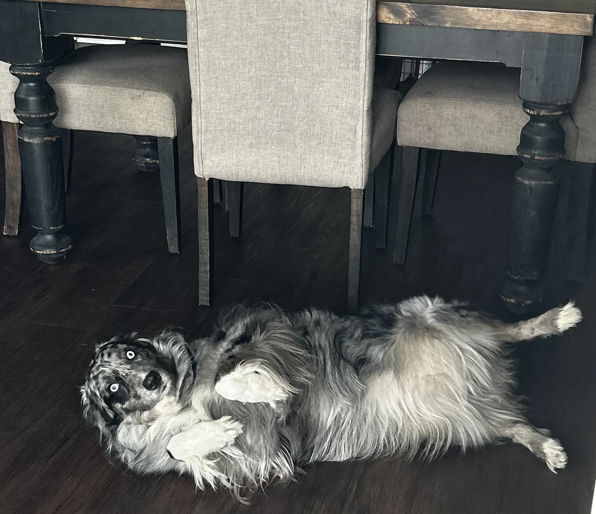 Drop-In Services at  Paws & Snooze