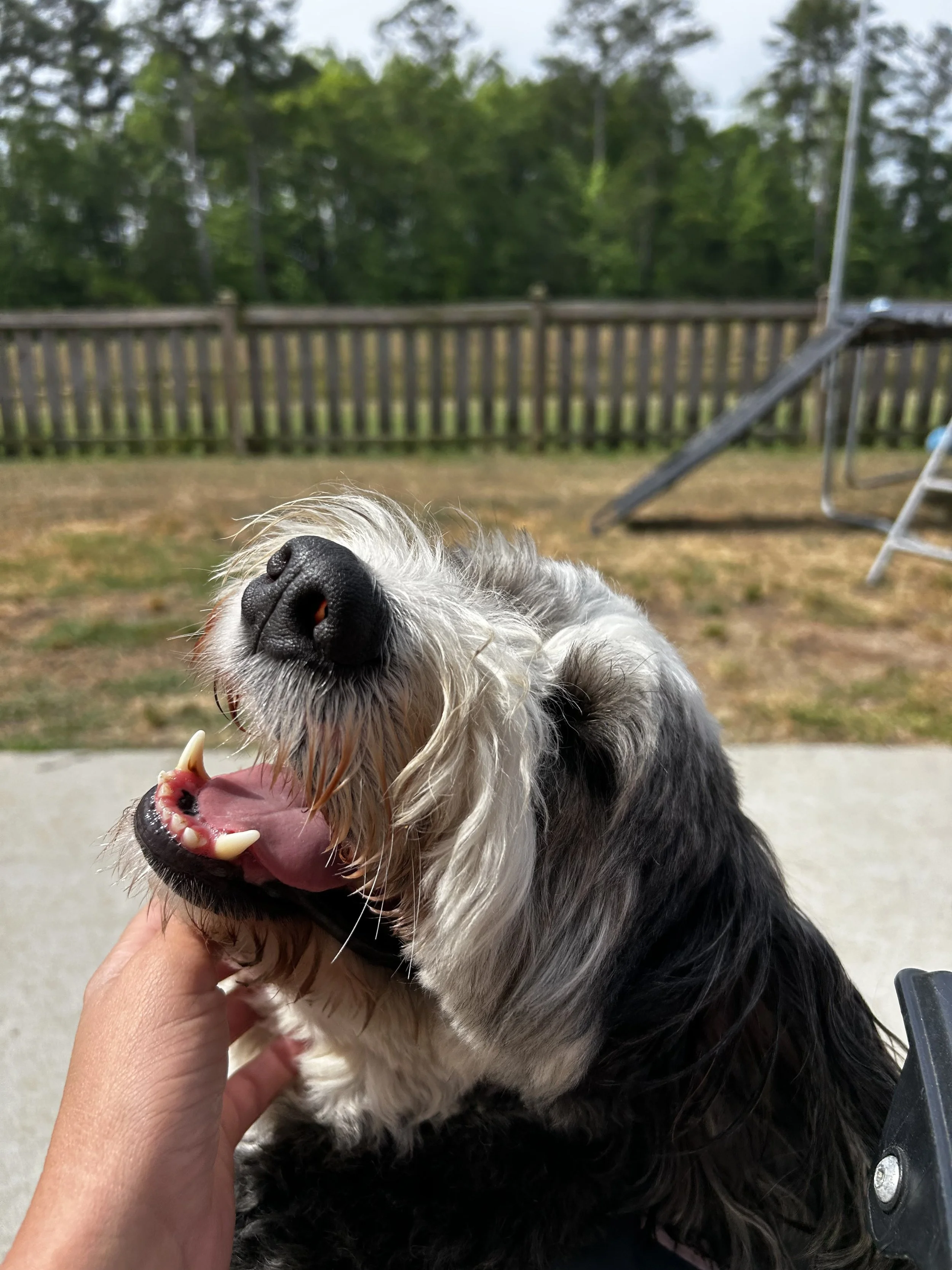 A dog with black, white, and gray fur is being petted while yawning or barking. The background shows a wooden fence, green trees, and a metal outdoor chair. The dog appears happy or playful.