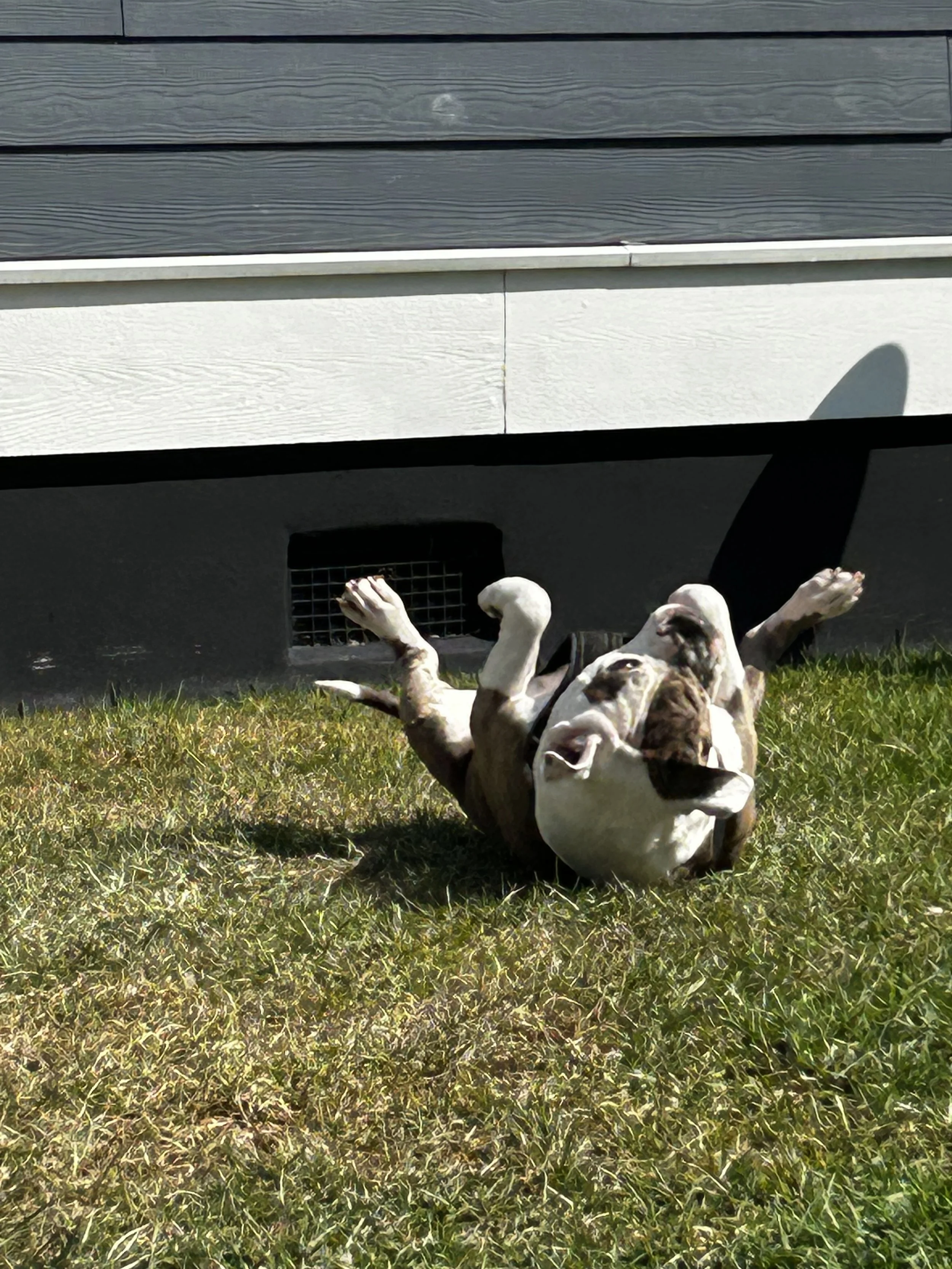 Dog lying on its back on green grass, underneath a house with grey siding and white trim, with a vent and shadow visible.