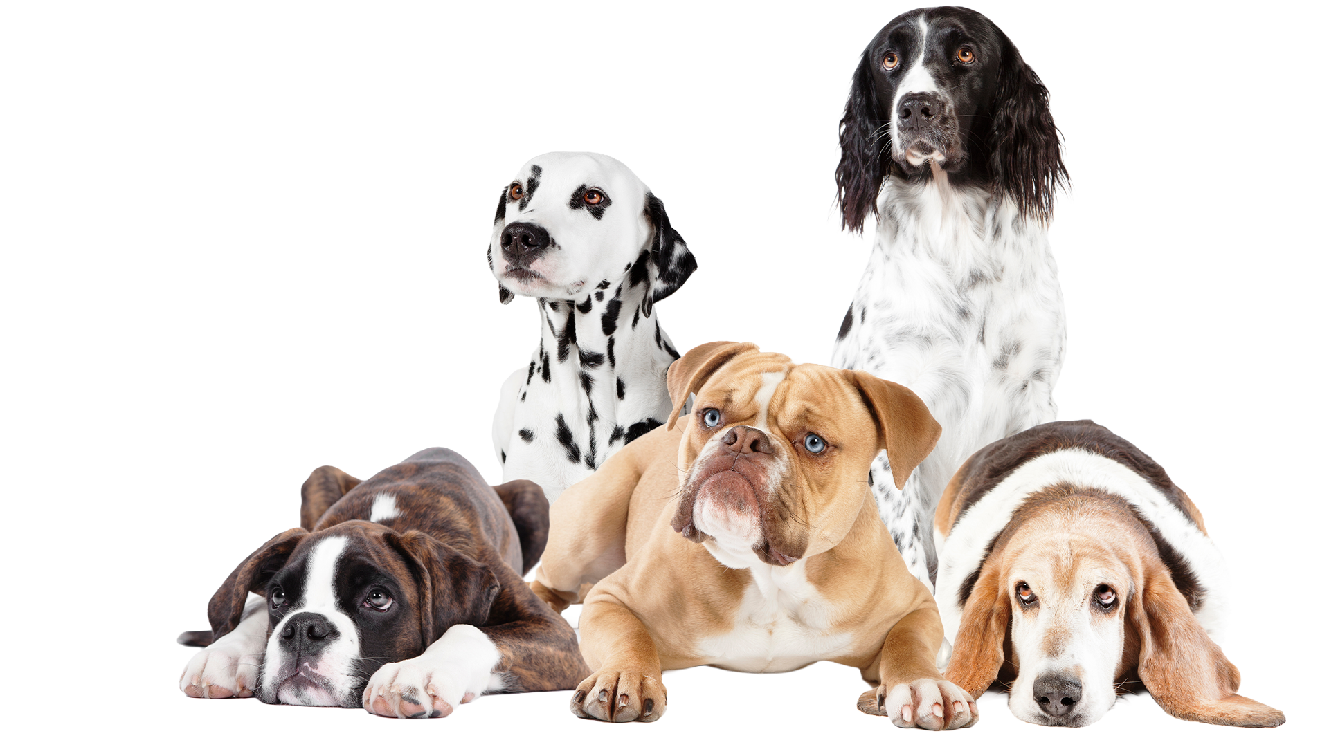 Group of eight dogs of various breeds lying down and sitting, including a Dalmatian, Basset Hound, Bulldog, and Labrador, all looking forward.