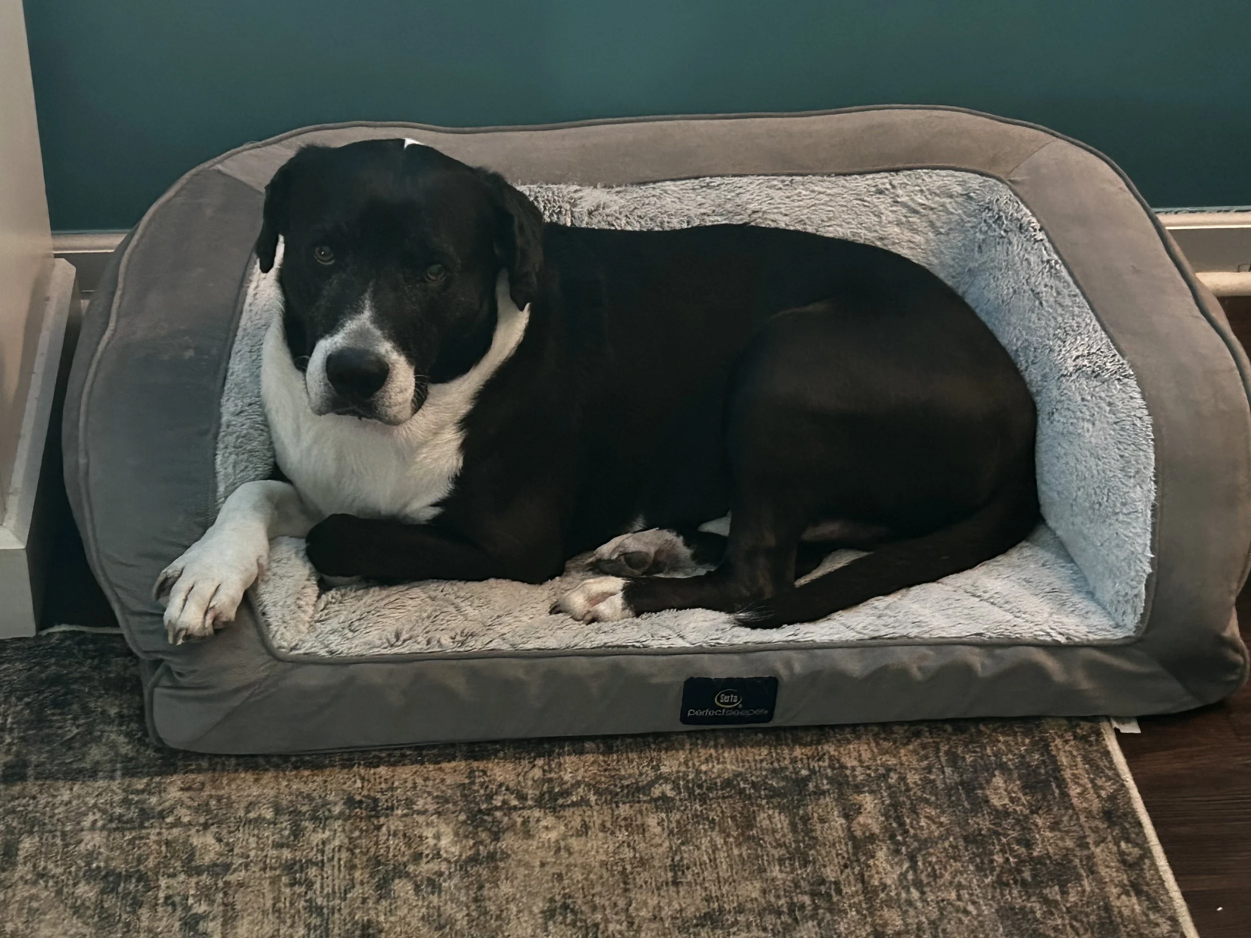Paws&Snooze Doggy Daycare