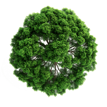 Wild Canopy Consulting