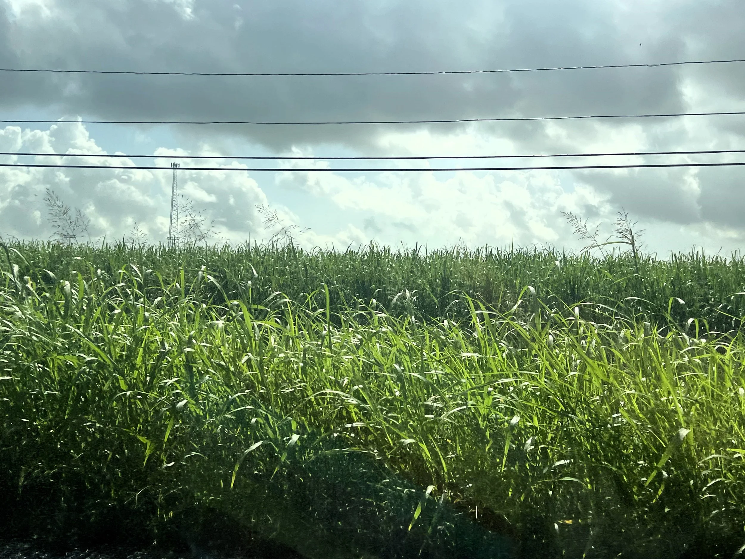 Green grass field with power lines and cloudy sky overhead.