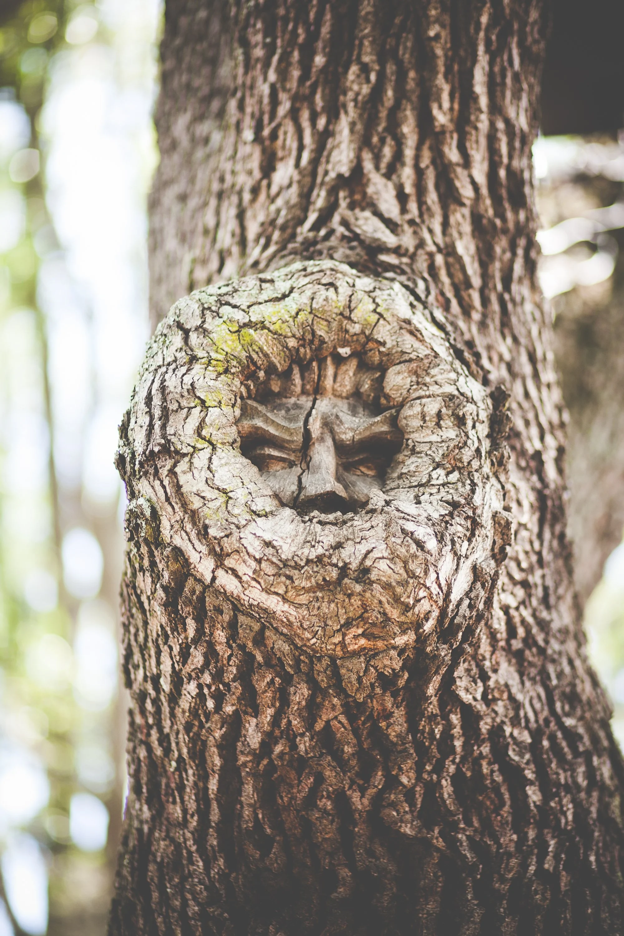 Close-up of a tree trunk with textured bark and a knot resembling a face, with blurred green and light background.