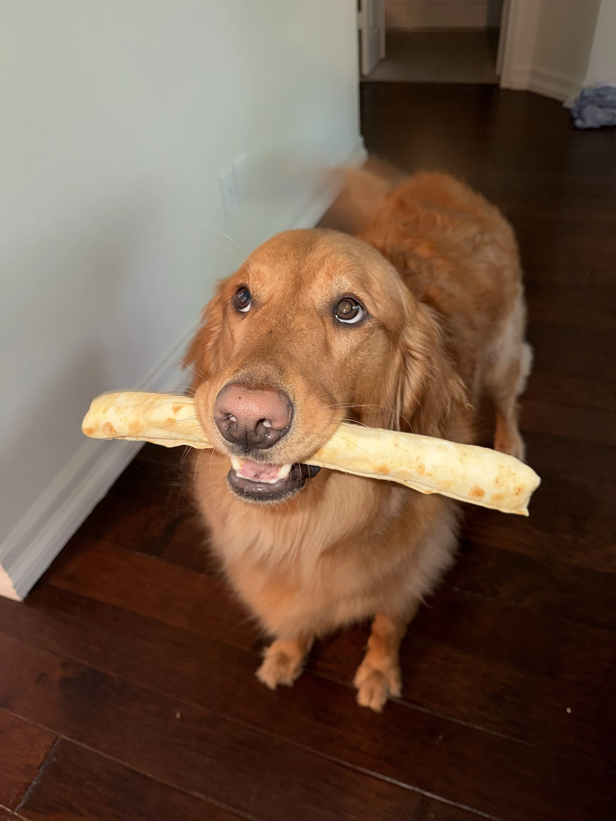 Archie’s Next Adventure