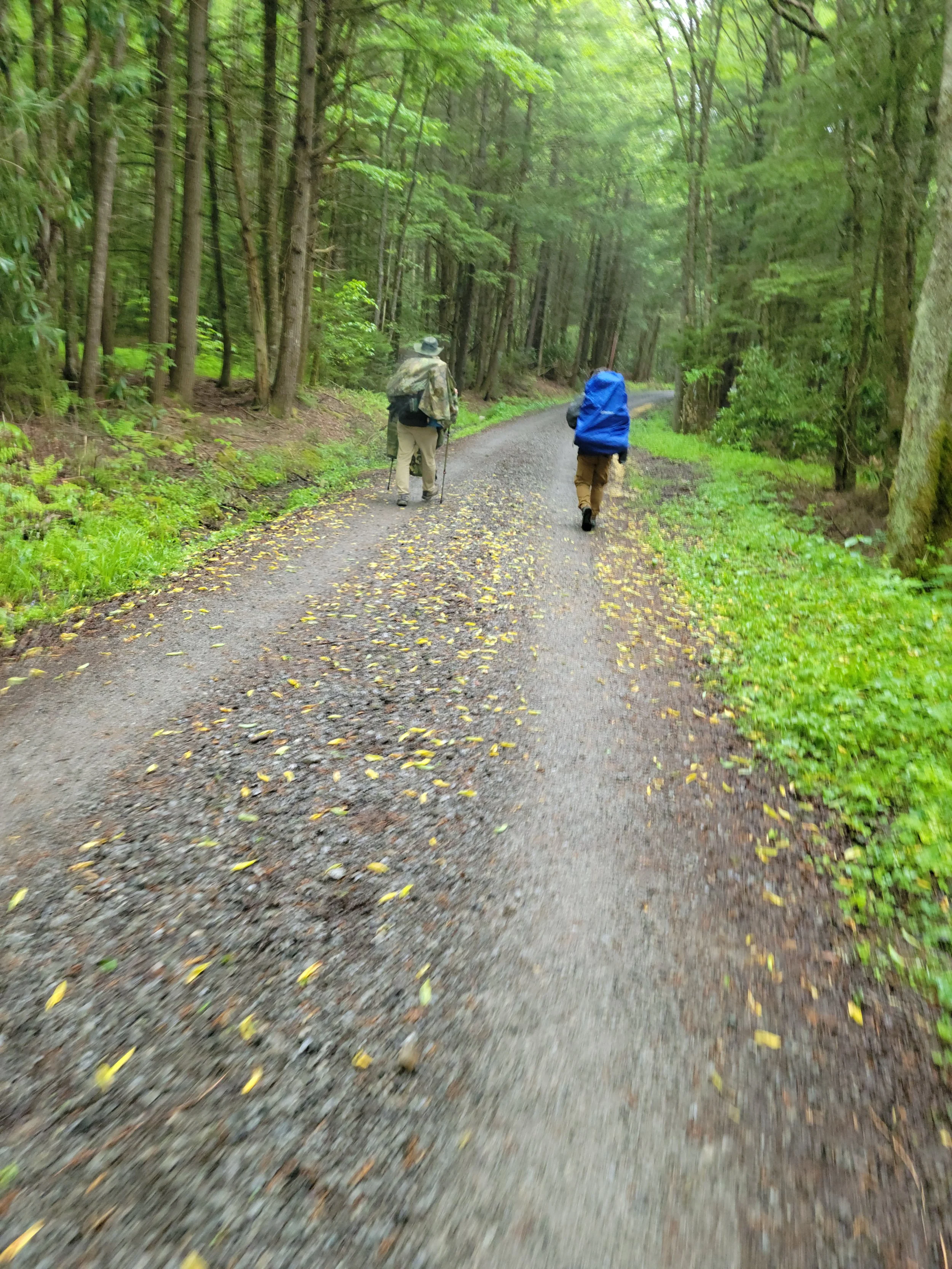 Two hikers walking on a dirt trail through a lush green forest during daytime.