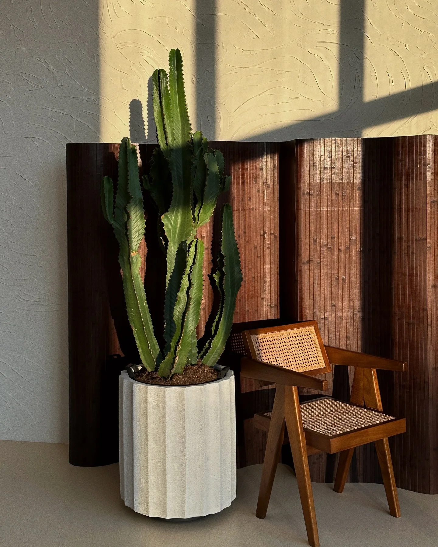 More and more sun in the studio🌞🌵🤍