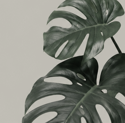 Close-up of large, green monstera plant leaves with distinctive holes, against a plain, light background.